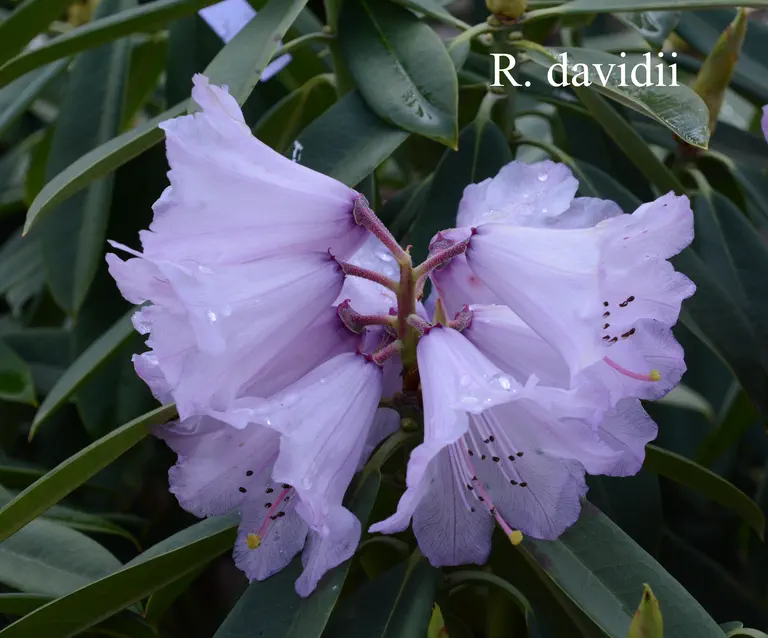 Photo of R. davidii, Species