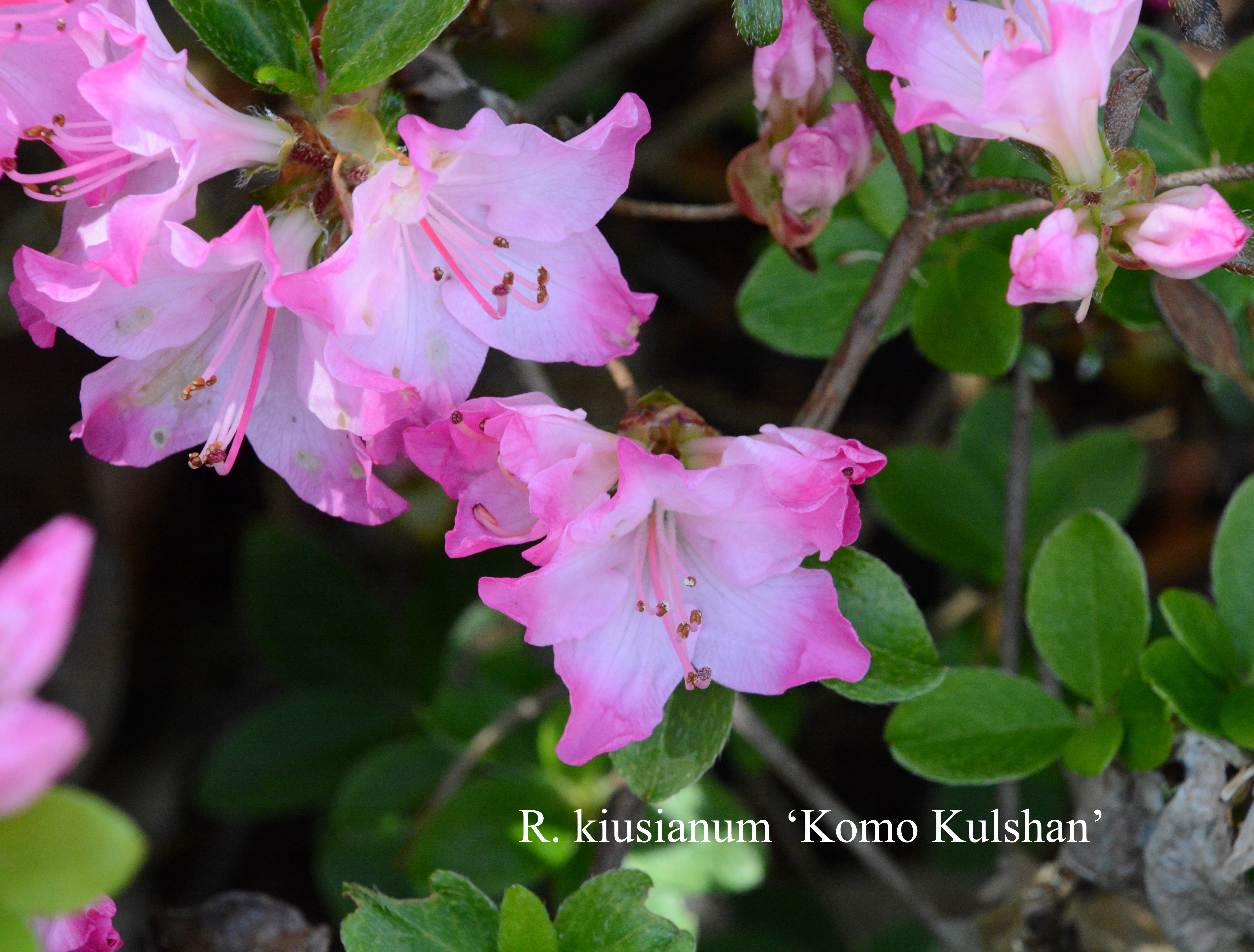 Rhododendron Komo-Kulshan photo