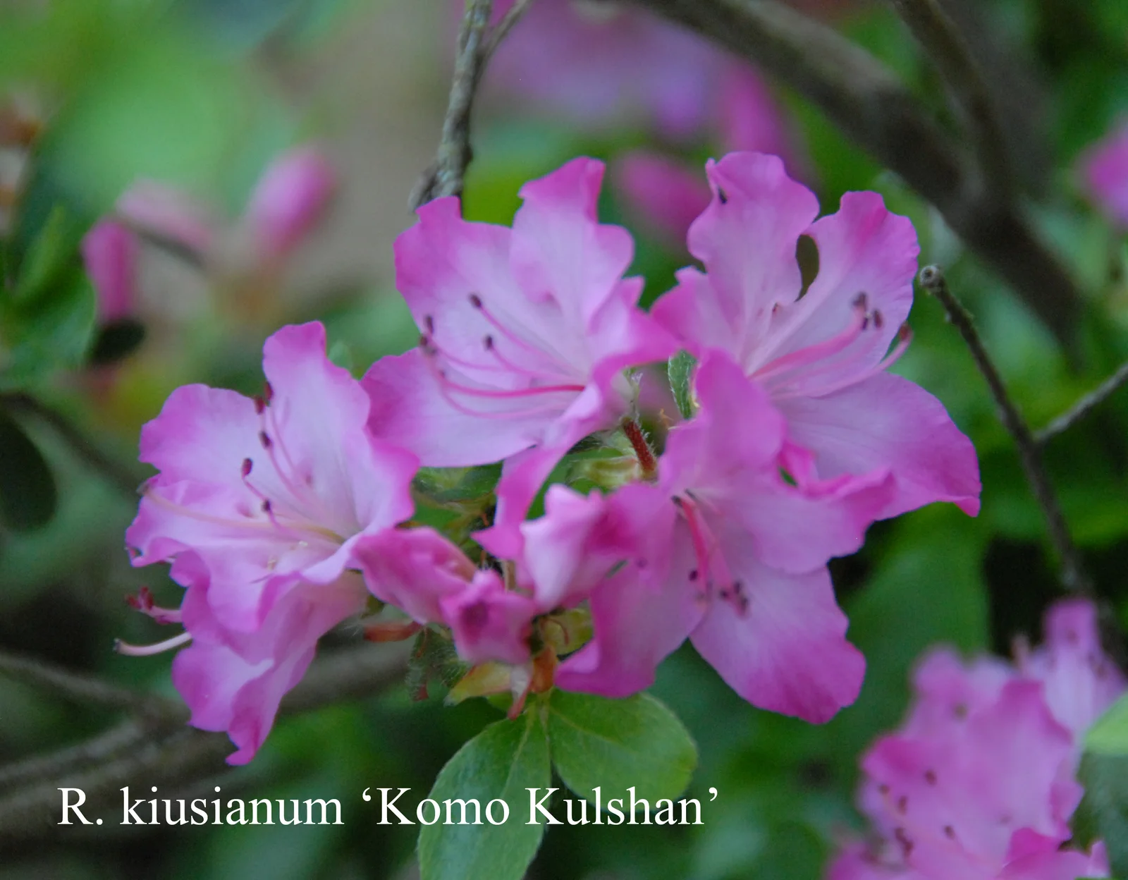 R. kiusianum var kiusianum 'Komo-Kulshan' photo of R. kiusianum var kiusianum 'Komo-Kulshan'. Location: Fearing's Farm Nursery, Abbotsford, BC, Canada. Photo by: Harold Fearing