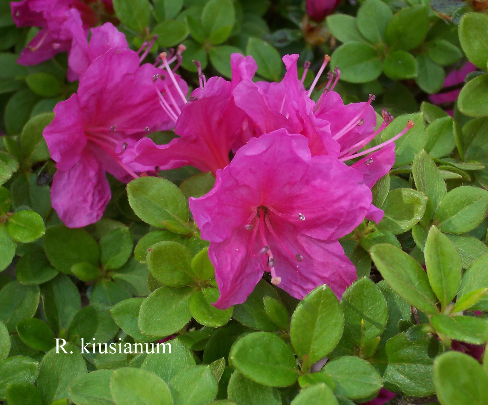 R. kiusianum var kiusianum 'Komo-Kulshan' photo of R. kiusianum var kiusianum 'Komo-Kulshan'. Location: Fearing's Farm Nursery, Abbotsford, BC, Canada. Photo by: Harold Fearing