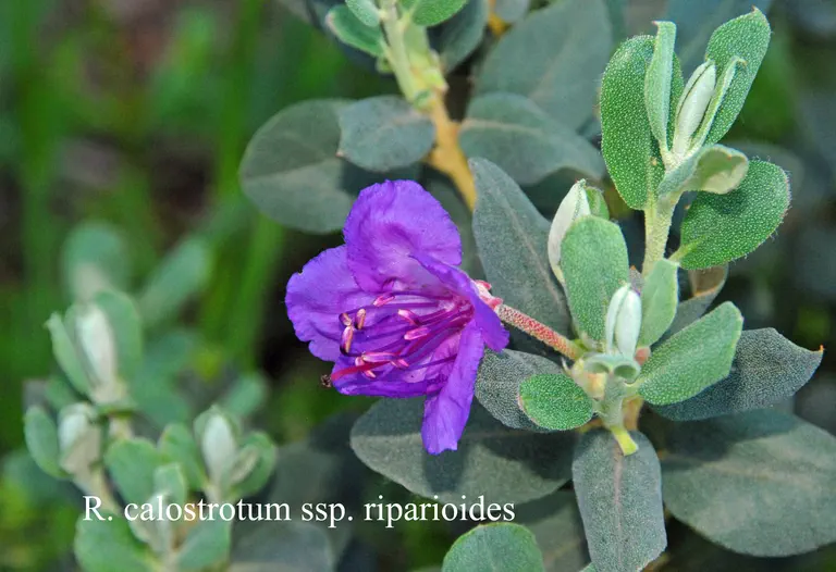 Photo of R. calostrotum ssp riparioides, Species