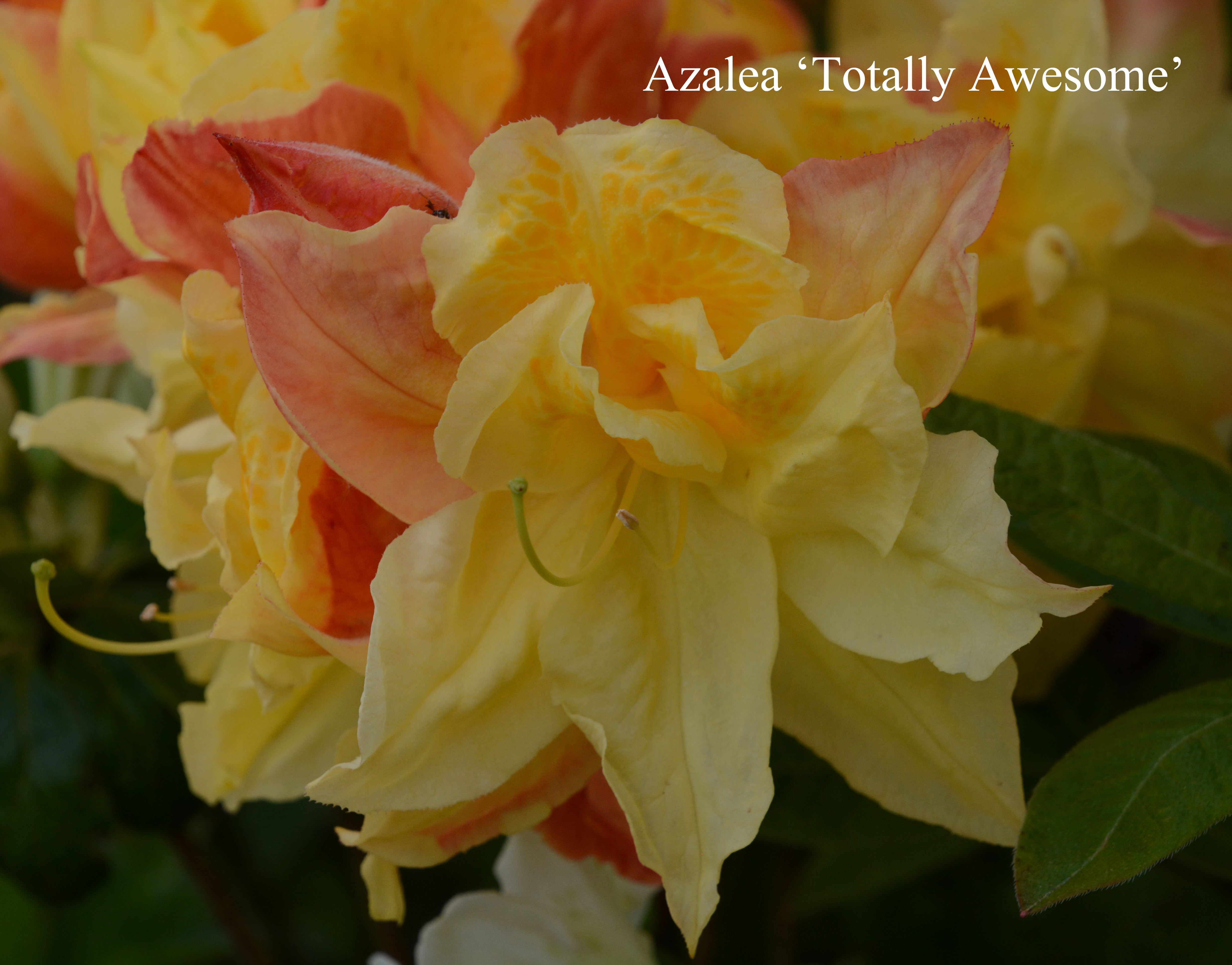 Rhododendron Totally Awesom photo