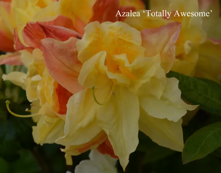 Photo of R. 'Totally Awesom', Azalea Hybrid