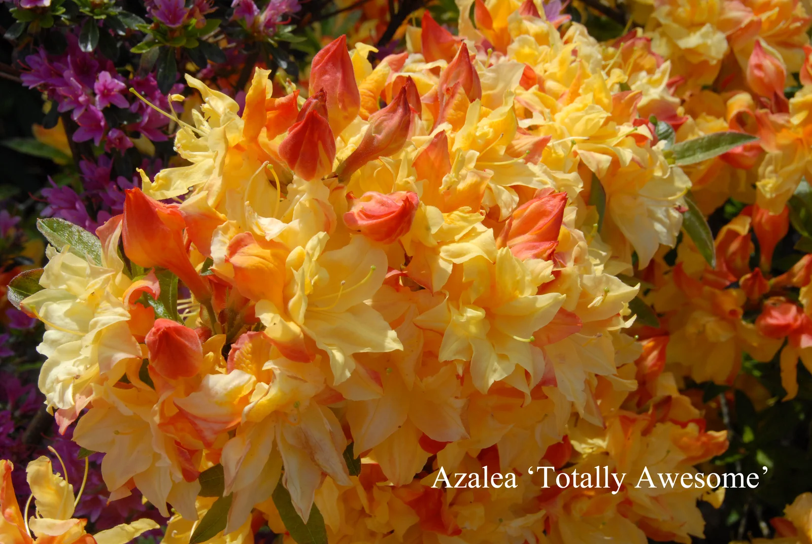 R. 'Totally Awesom' photo of R. 'Totally Awesom'. Location: Fearing's Farm Nursery, Abbotsford, BC, Canada. Photo by: Harold Fearing