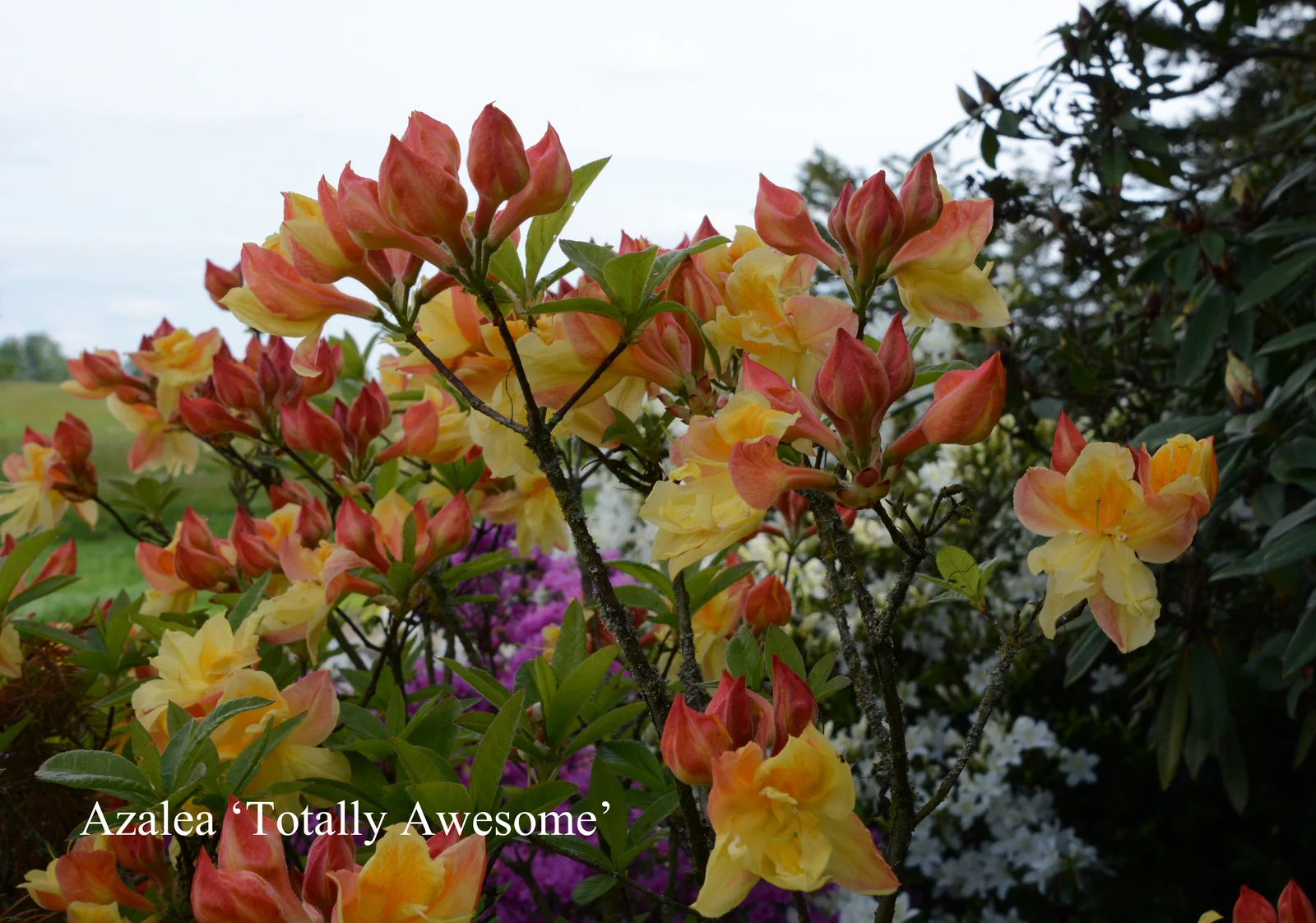R. 'Totally Awesom' photo of R. 'Totally Awesom'. Location: Fearing's Farm Nursery, Abbotsford, BC, Canada. Photo by: Harold Fearing