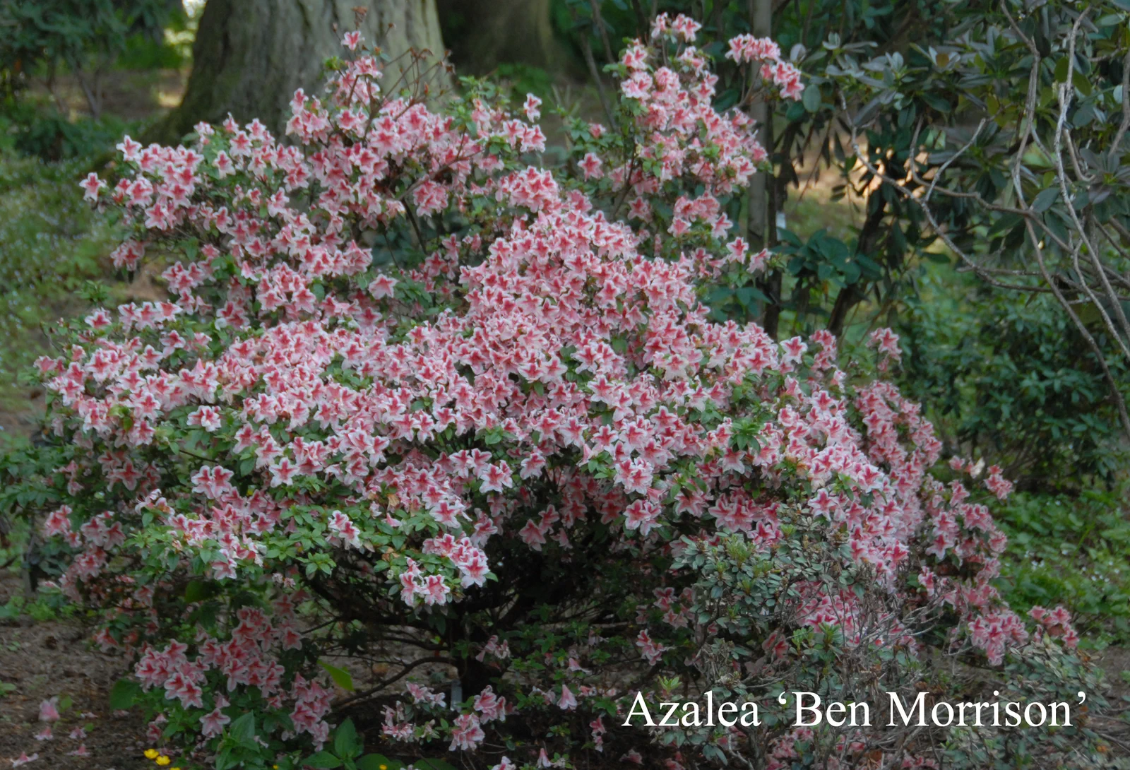 R. 'Ben Morrison' photo of R. 'Ben Morrison'. Location: Fearing's Farm Nursery, Abbotsford, BC, Canada. Photo by: Harold Fearing