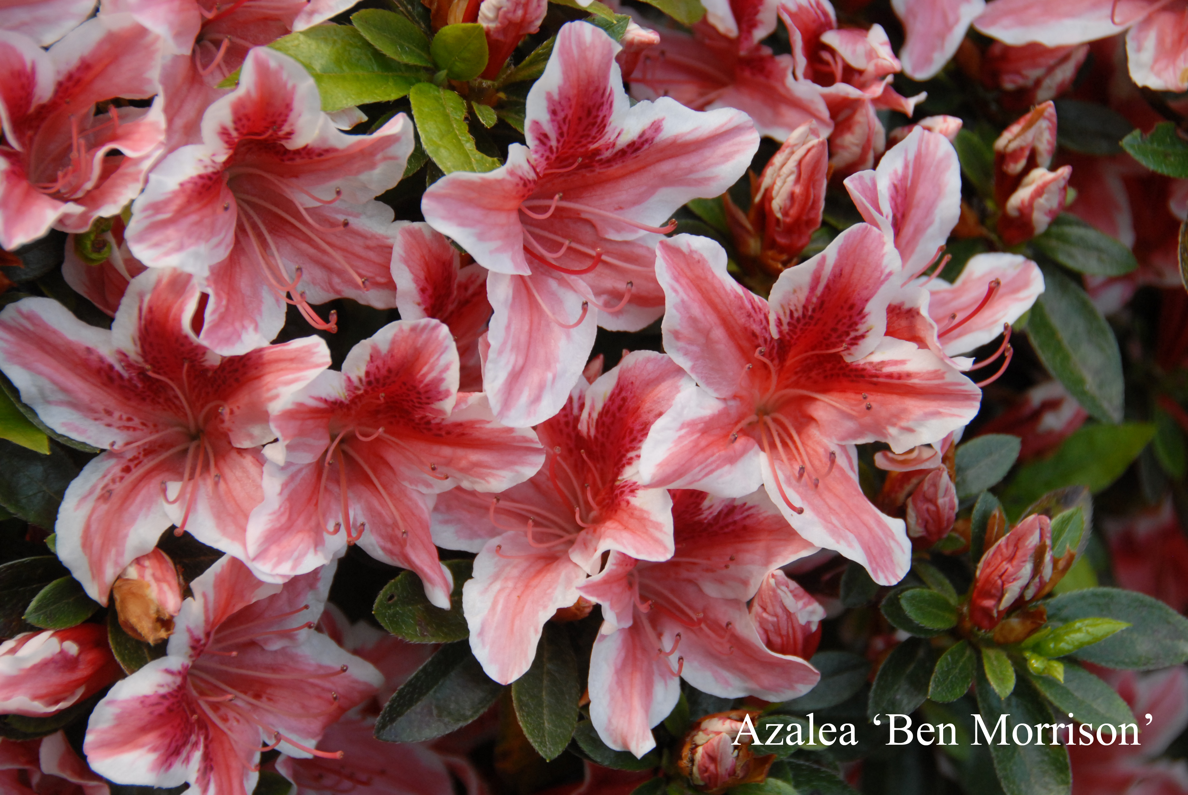 Rhododendron Ben Morrison photo