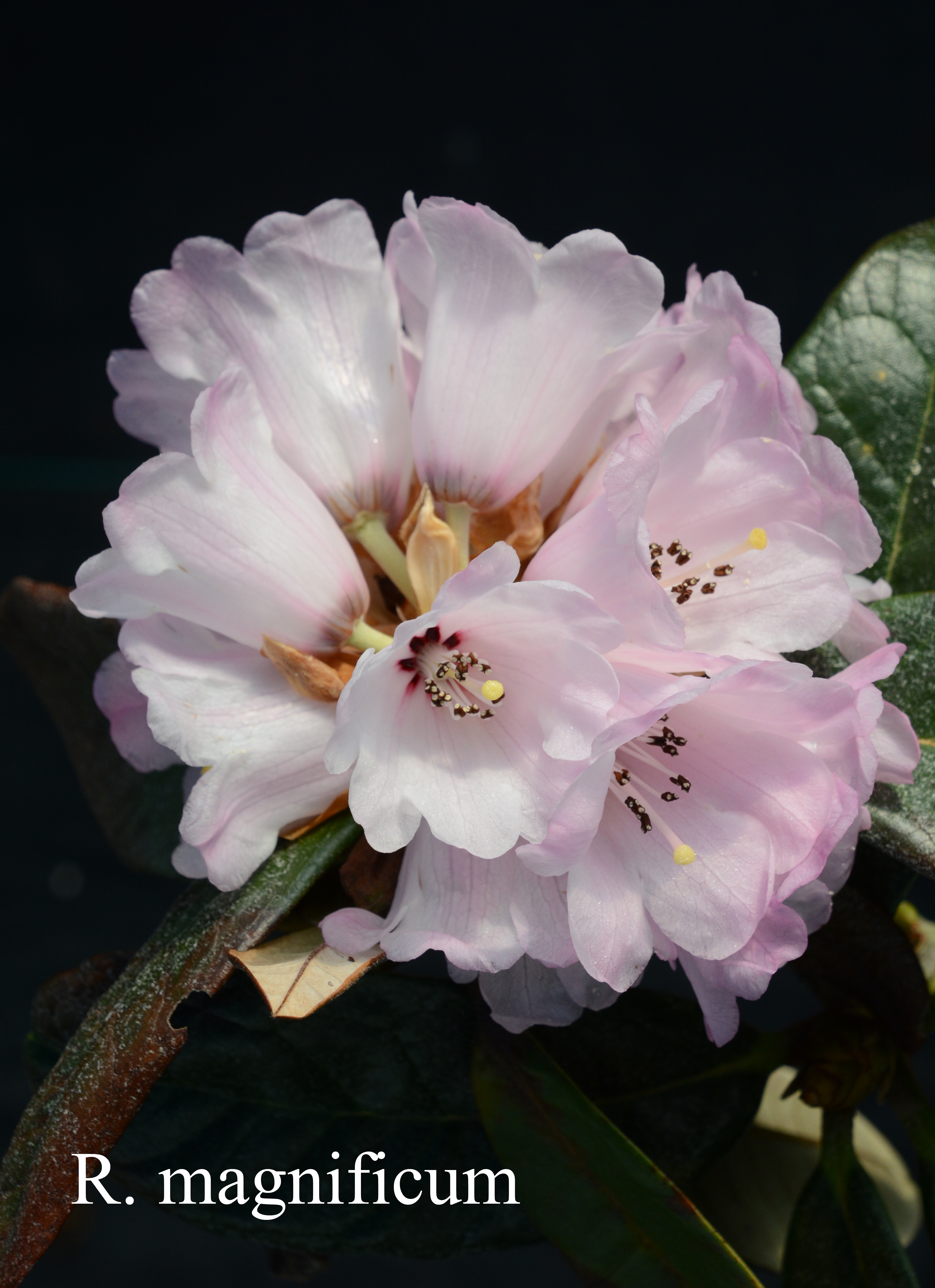 Rhododendron magnificum photo