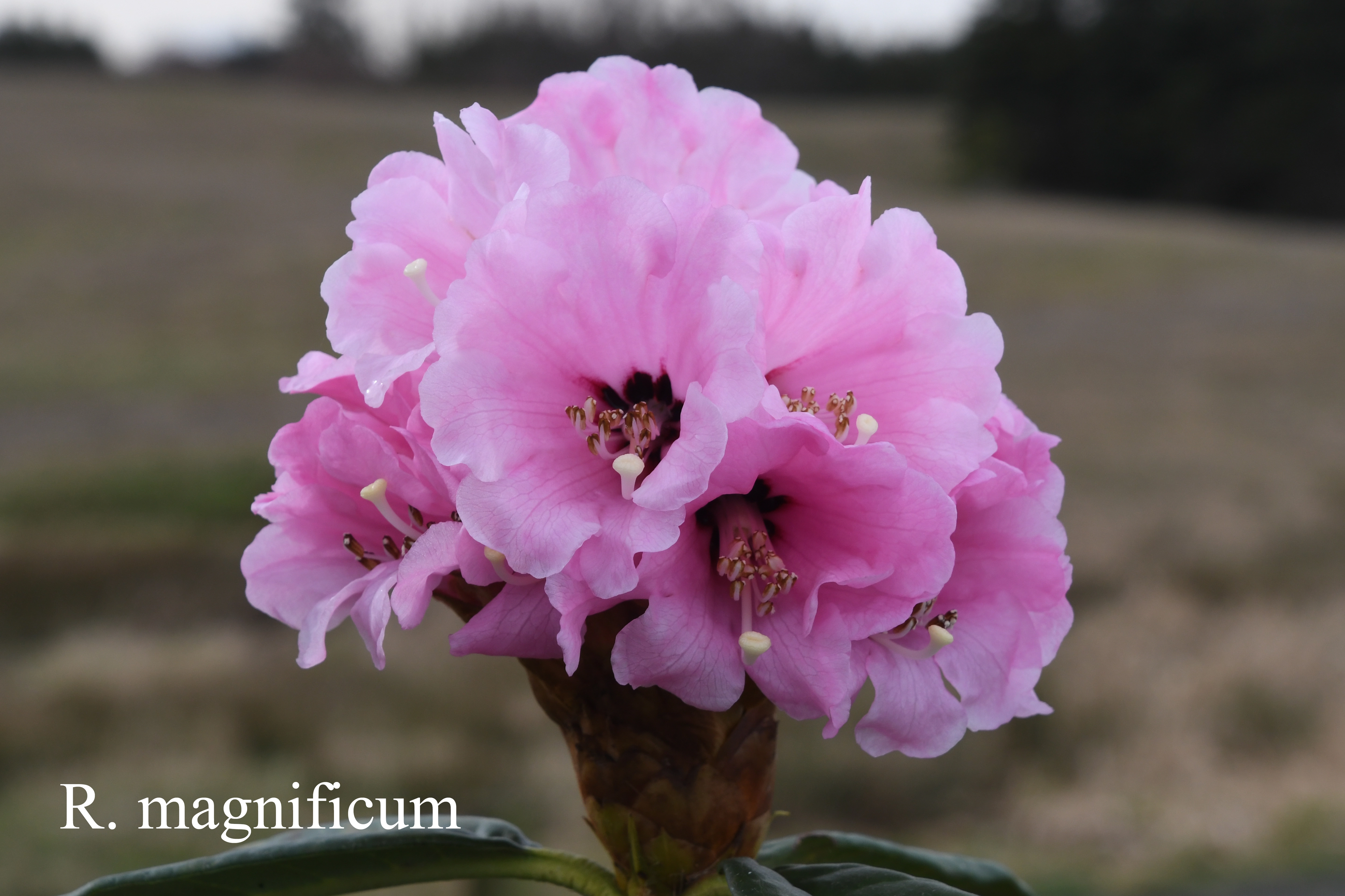 Rhododendron magnificum photo
