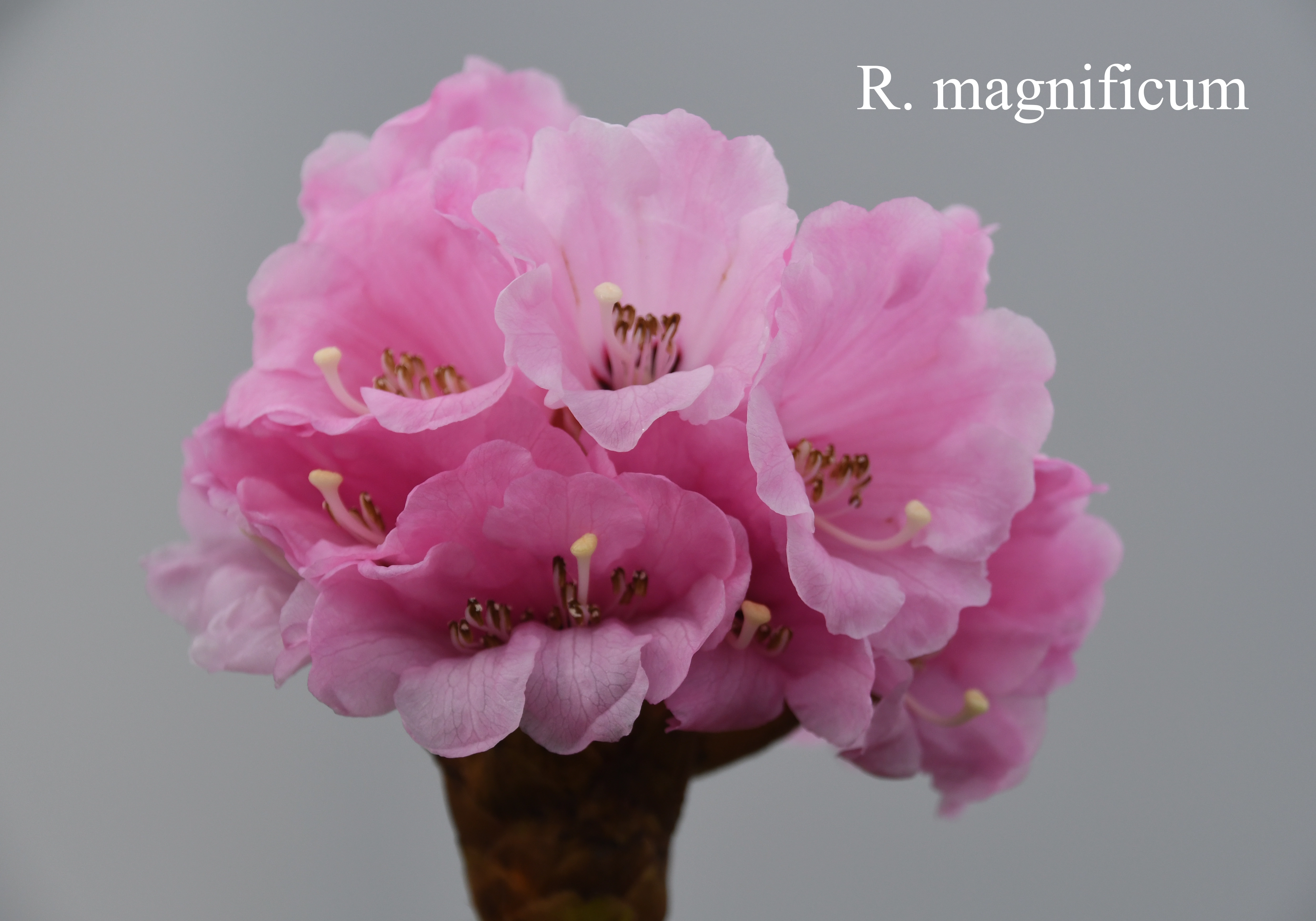 Rhododendron magnificum photo