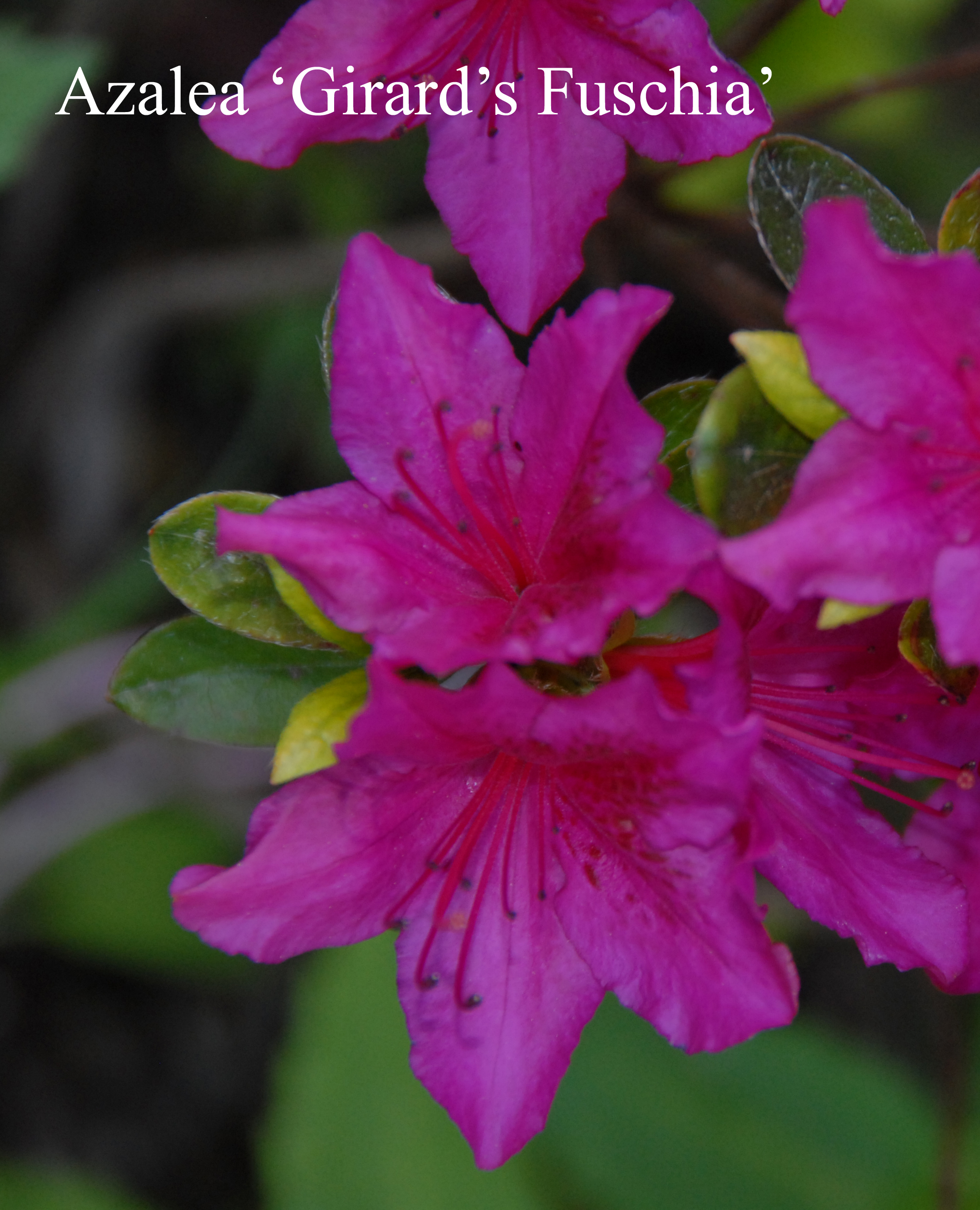 Rhododendron Girard's Fuchsia photo