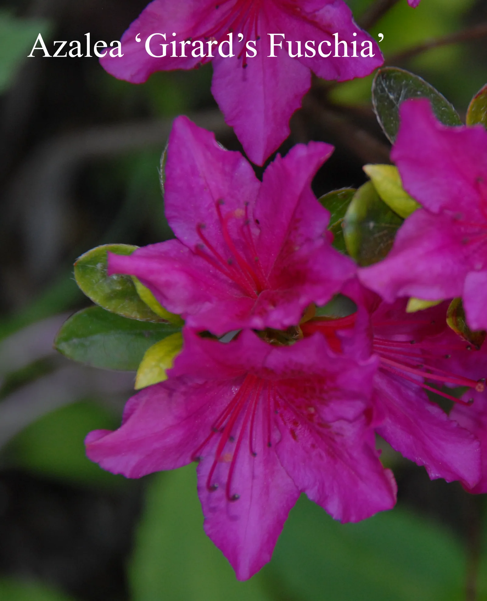 R. 'Girard's Fuchsia' photo of R. 'Girard's Fuchsia'. Location: Fearing's Farm Nursery, Abbotsford, BC, Canada. Photo by: Harold Fearing