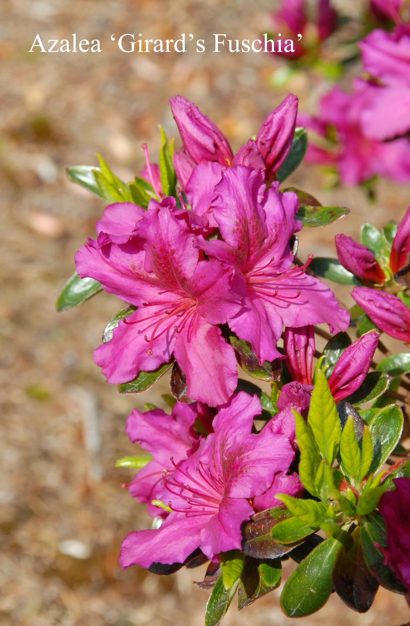R. 'Girard's Fuchsia' photo of R. 'Girard's Fuchsia'. Location: Fearing's Farm Nursery, Abbotsford, BC, Canada. Photo by: Harold Fearing