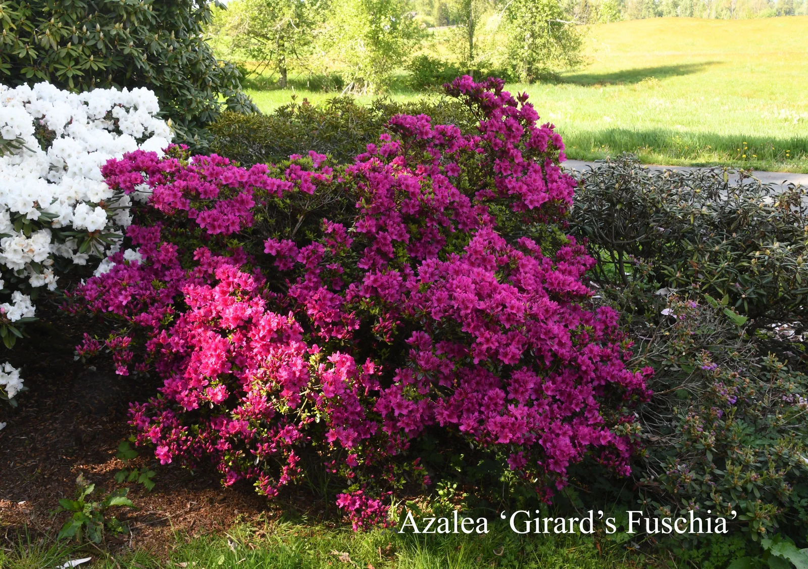R. 'Girard's Fuchsia' photo of R. 'Girard's Fuchsia'. Location: Fearing's Farm Nursery, Abbotsford, BC, Canada. Photo by: Harold Fearing