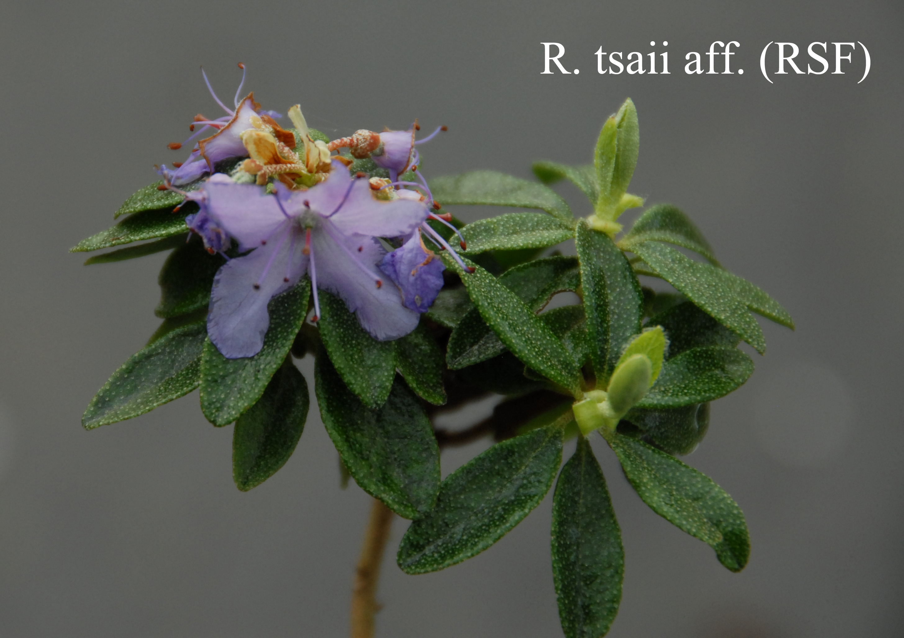 Rhododendron tsaii photo