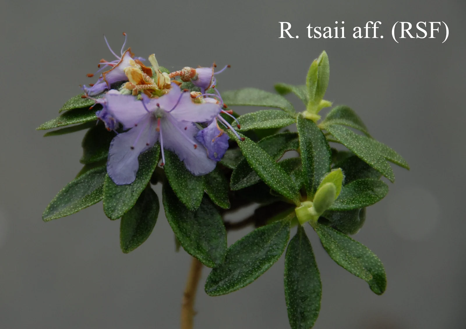 R. tsaii photo of R. tsaii. RSF #1887. Location: Fearing's Farm Nursery, Abbotsford, BC, Canada. Photo by: Harold Fearing