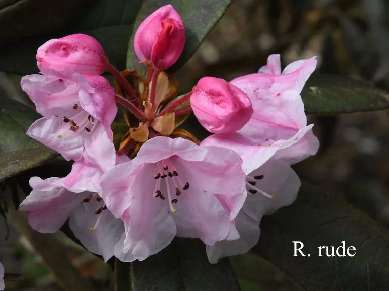 Photo of R. glischrum ssp rude, Species