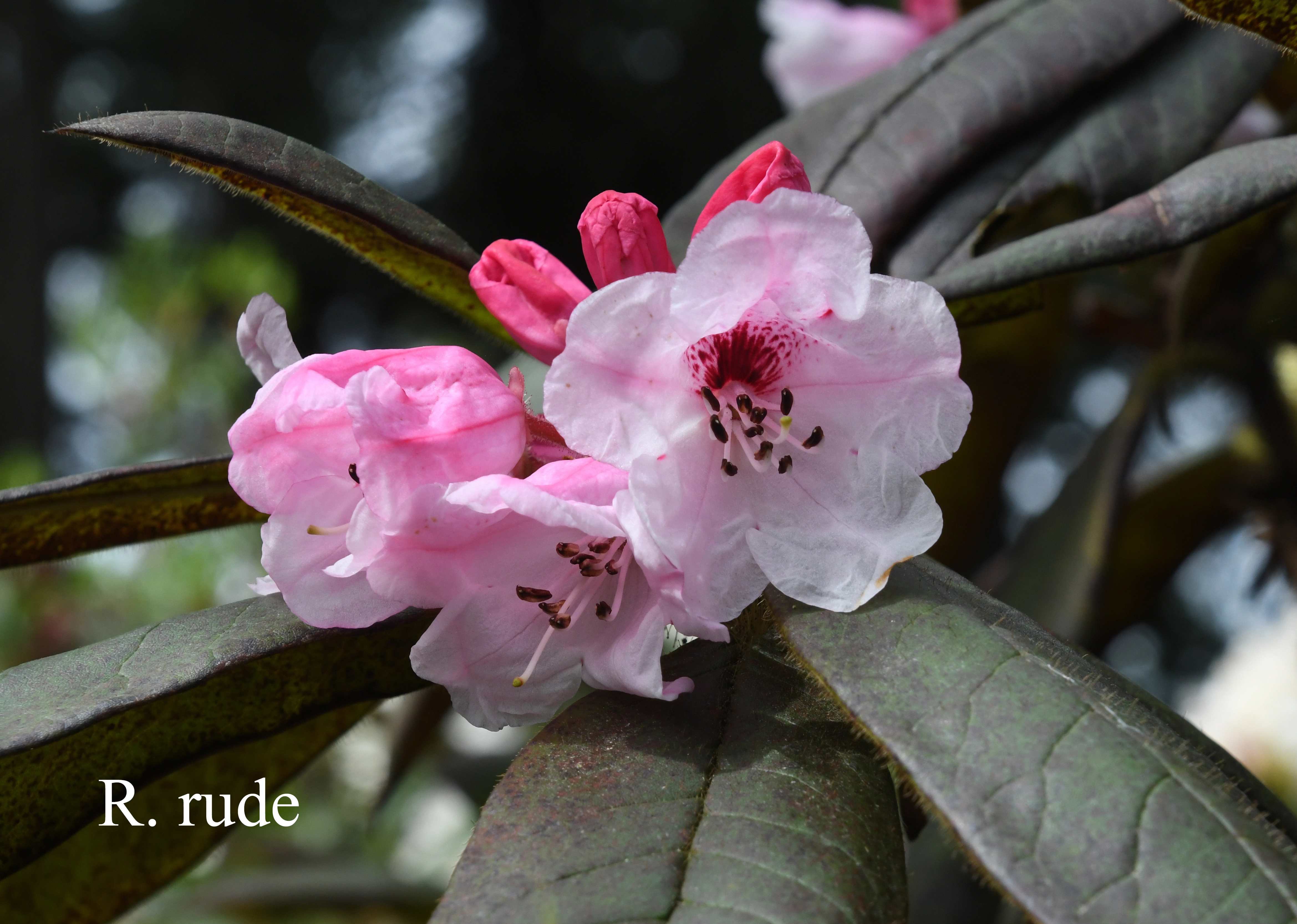 Rhododendron glischrum ssp rude photo