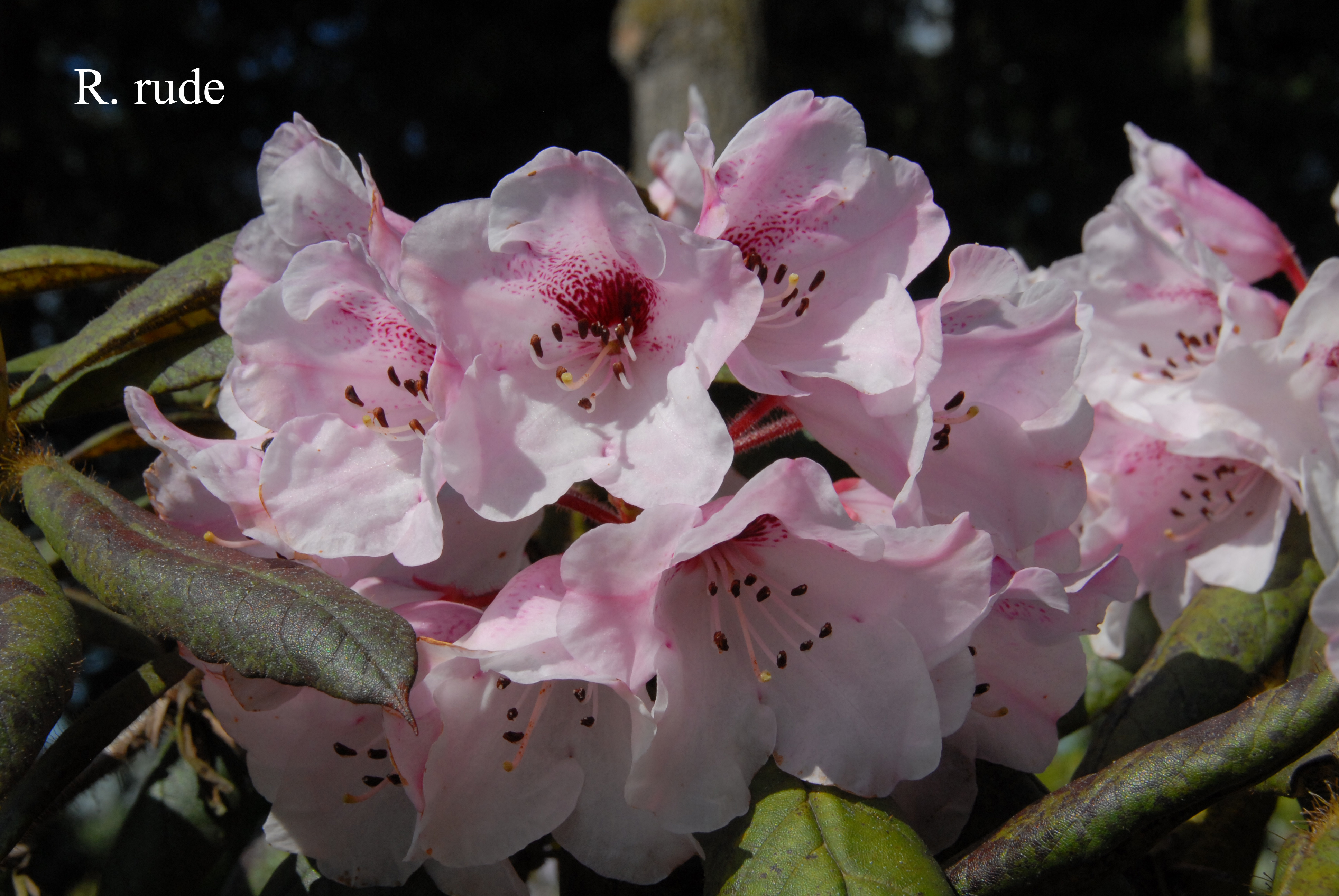Rhododendron glischrum ssp rude photo