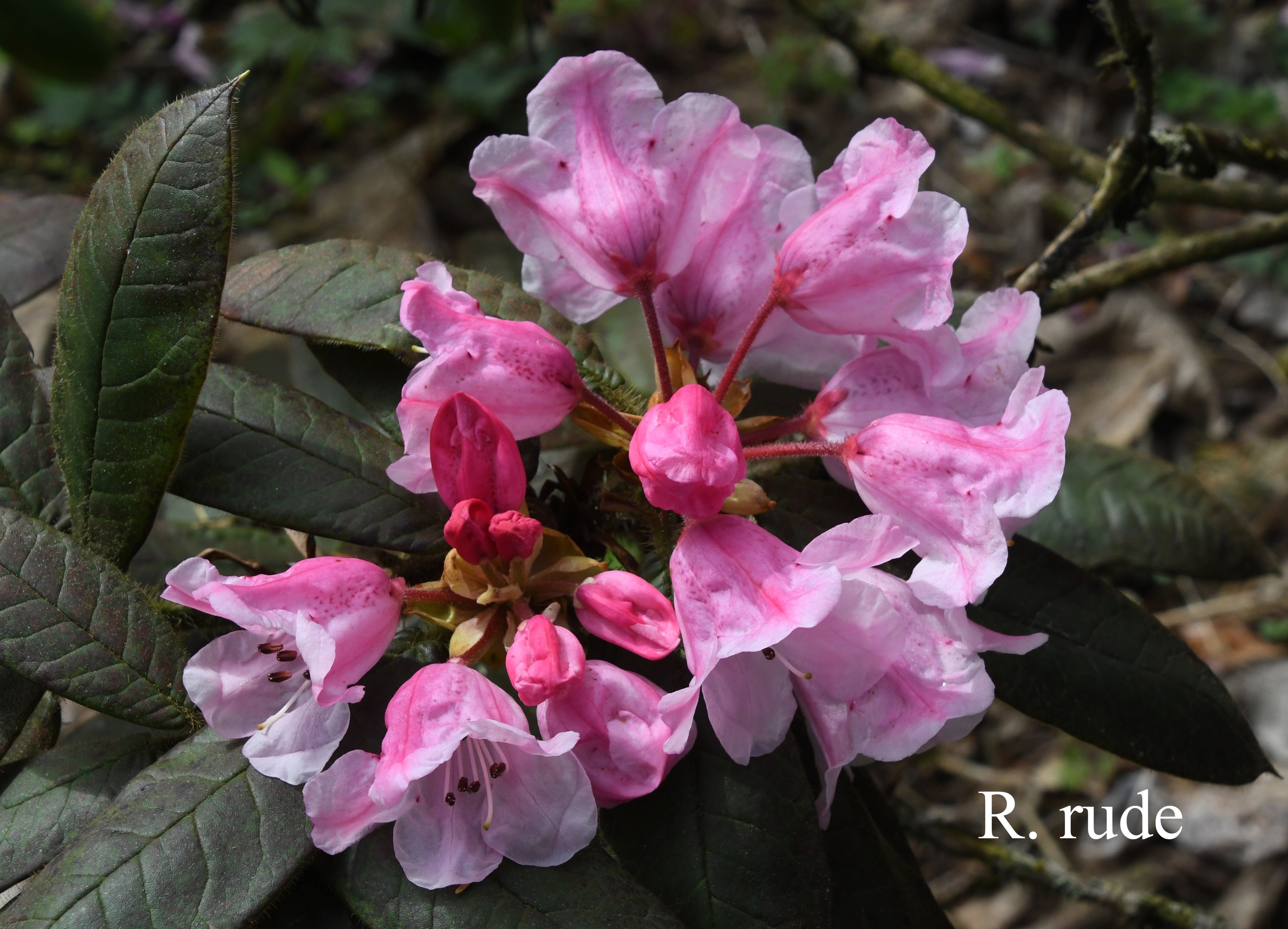 Rhododendron glischrum ssp rude photo