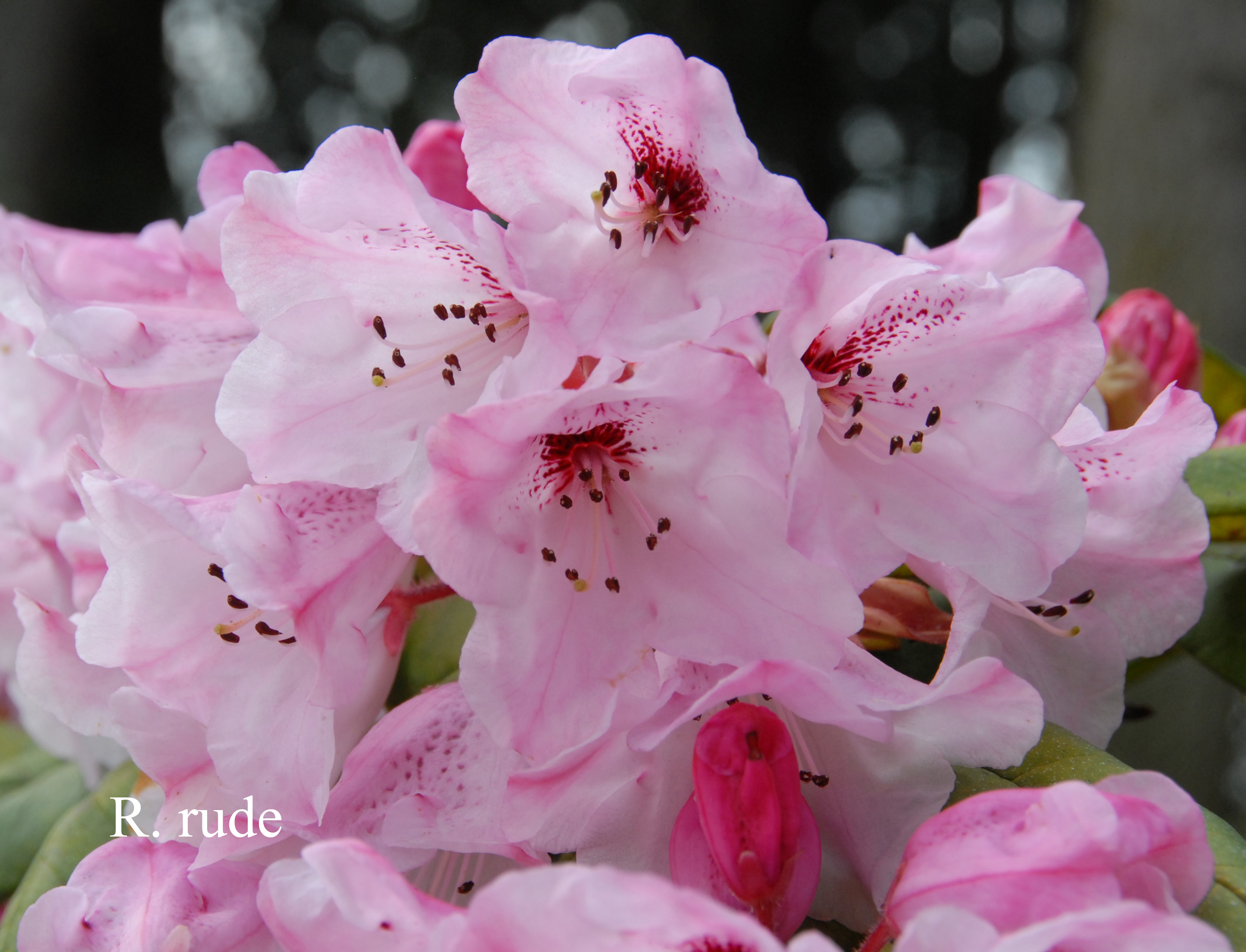 Rhododendron glischrum ssp rude photo