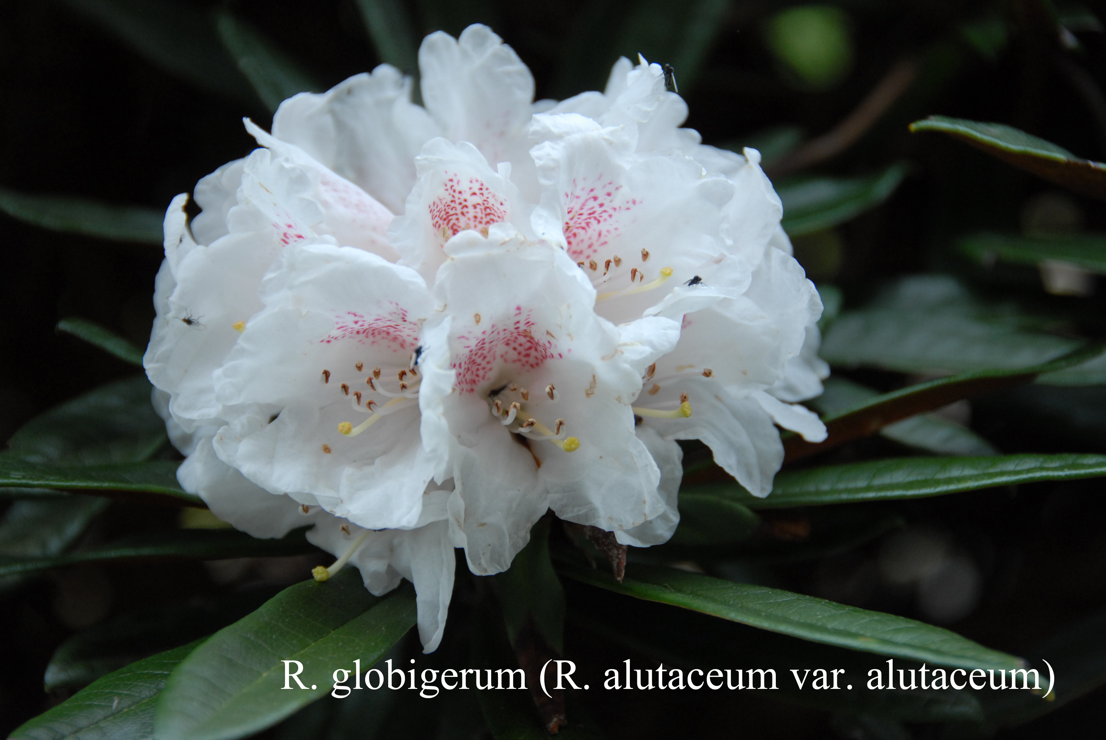 Rhododendron alutaceum var alutaceum photo