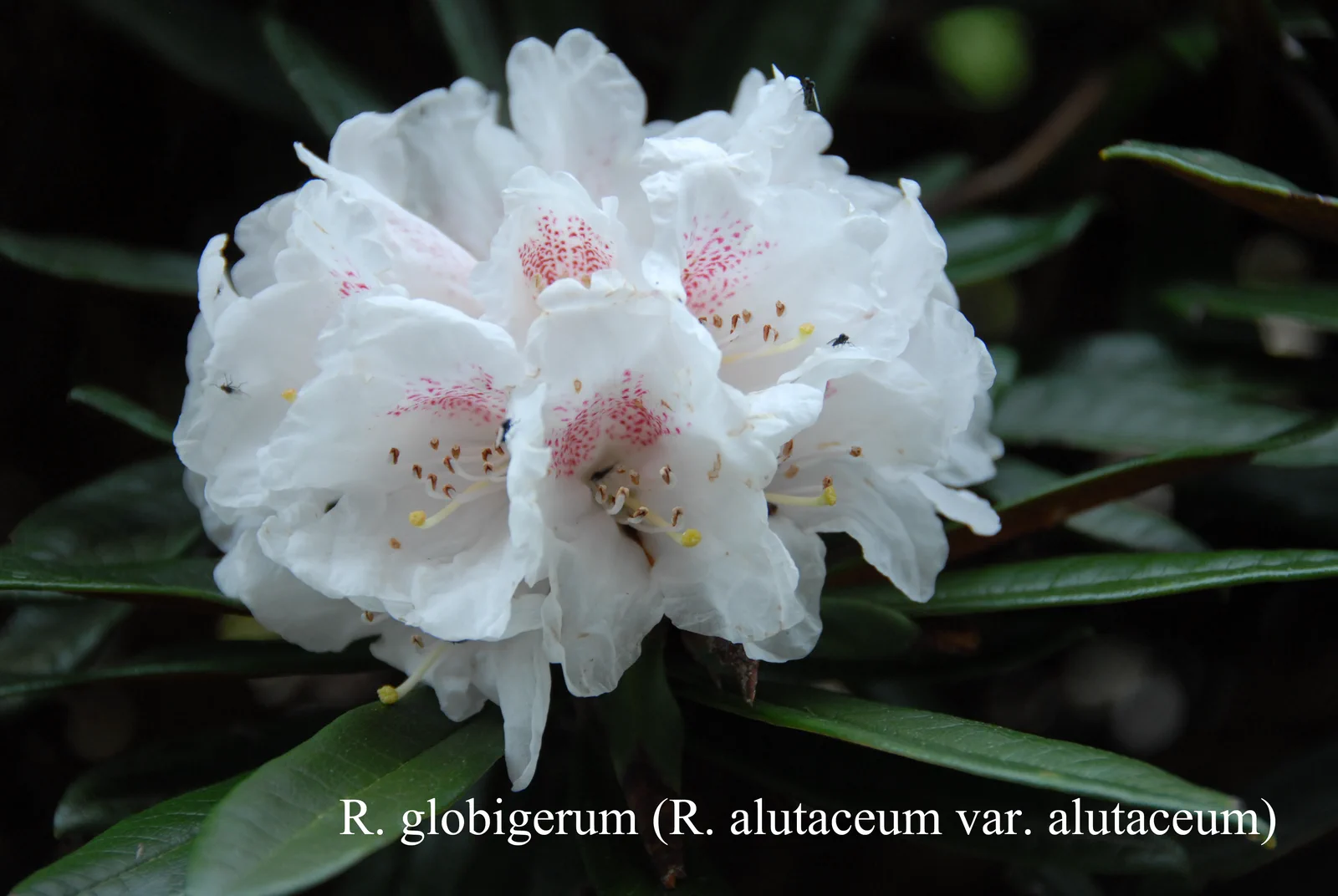 R. alutaceum var alutaceum photo of R. alutaceum var alutaceum. R. alutaceum var. alutaceum. Location: Fearing's Farm Nursery, Abbotsford, BC, Canada. Photo by: Harold Fearing