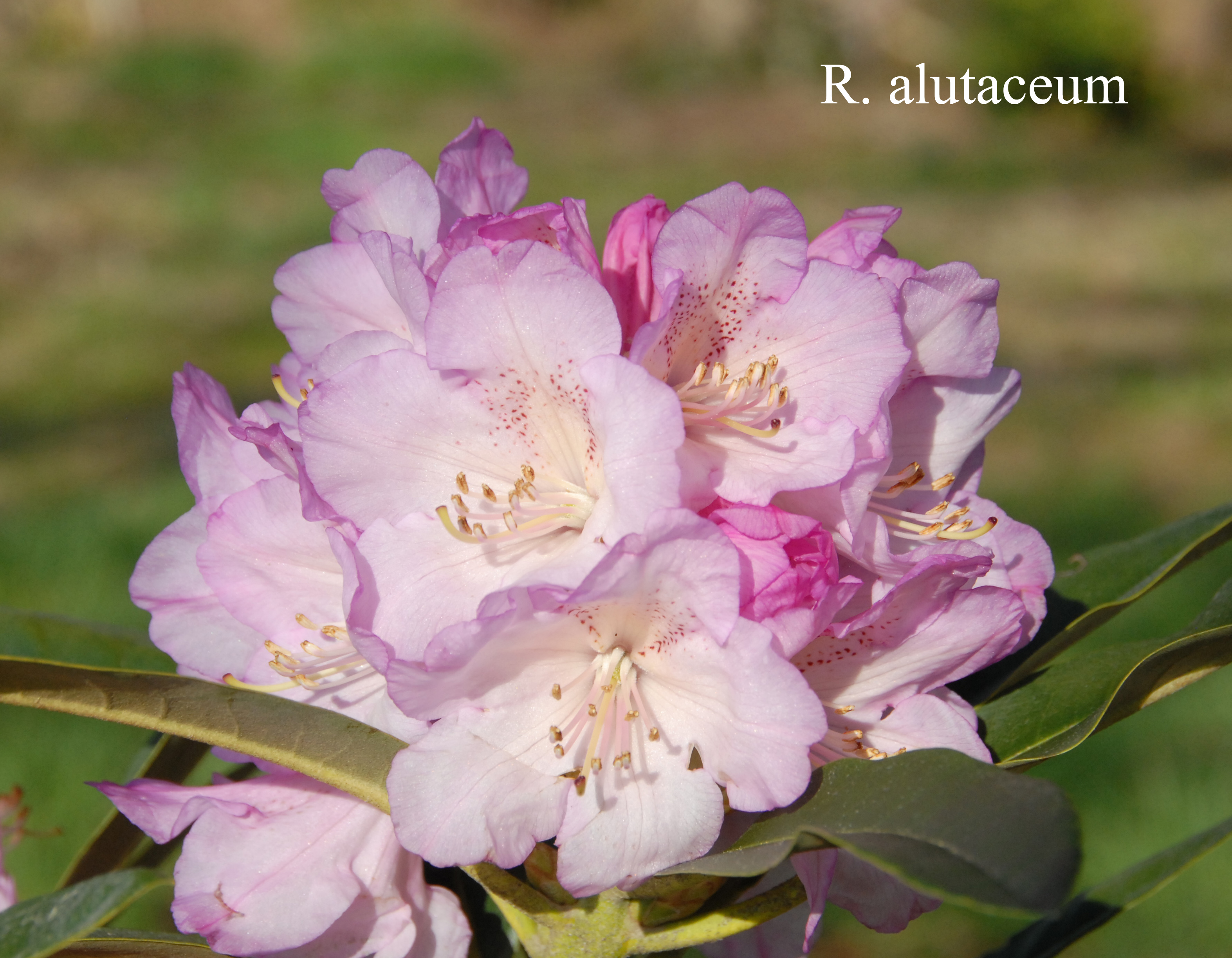 Rhododendron alutaceum var alutaceum photo