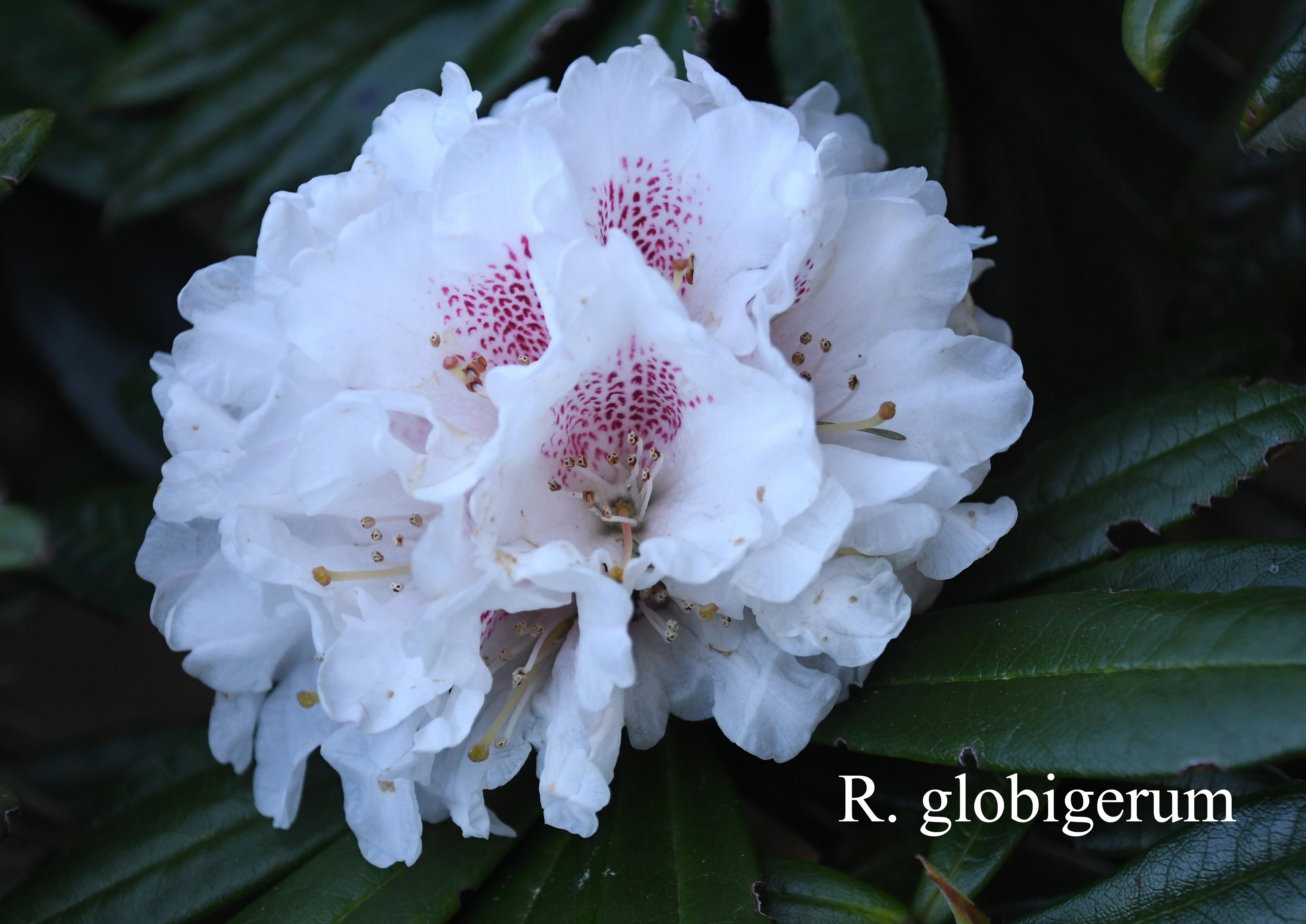 Rhododendron alutaceum var alutaceum photo