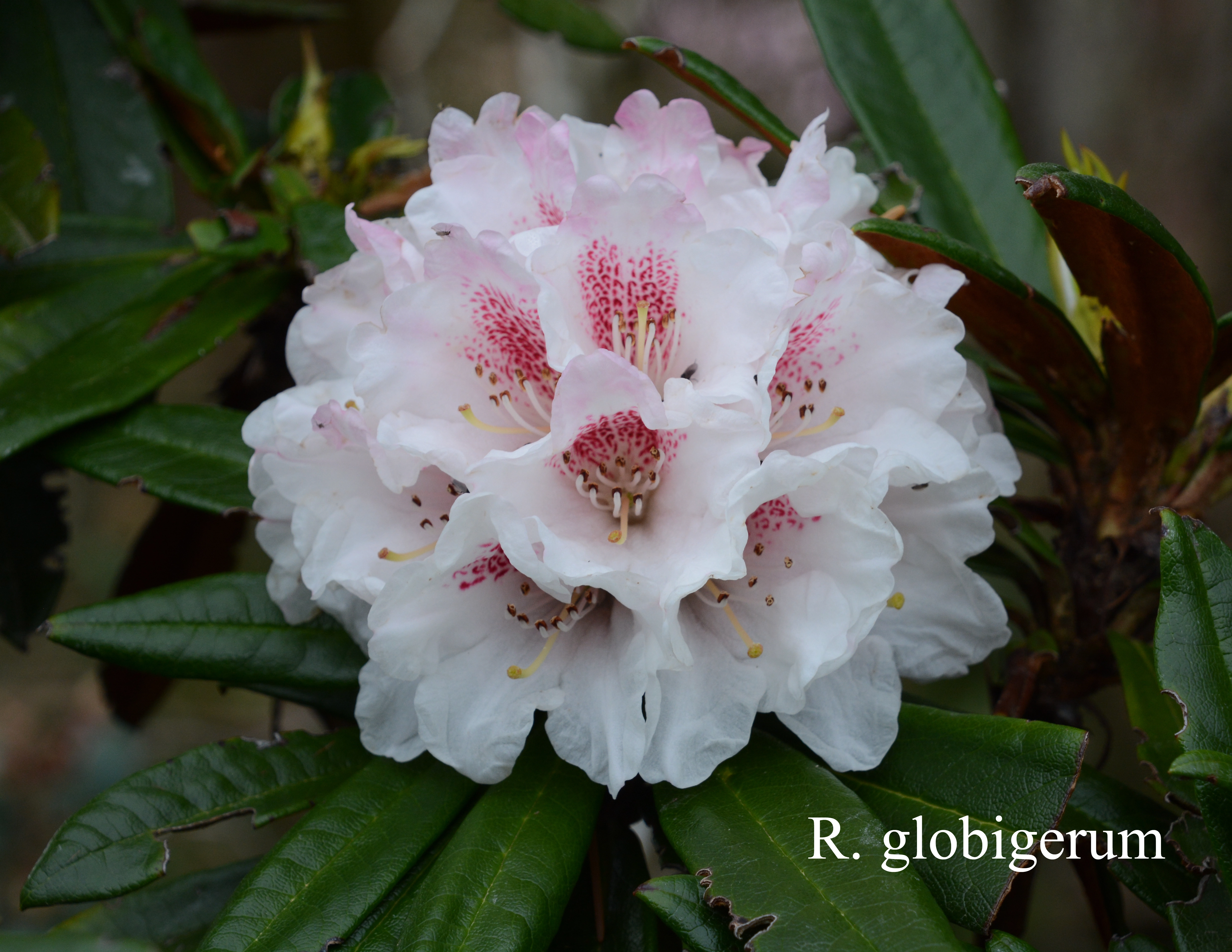Rhododendron alutaceum var alutaceum photo