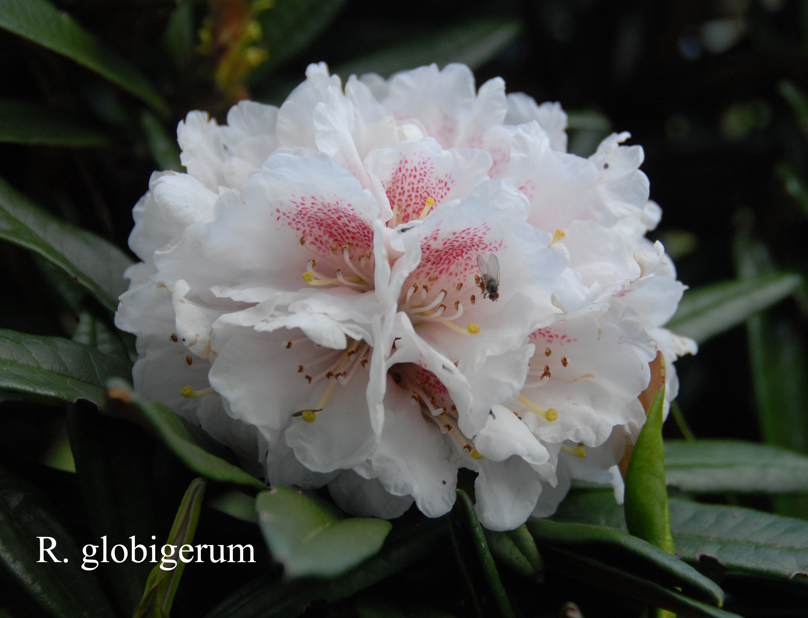 Rhododendron alutaceum var alutaceum photo