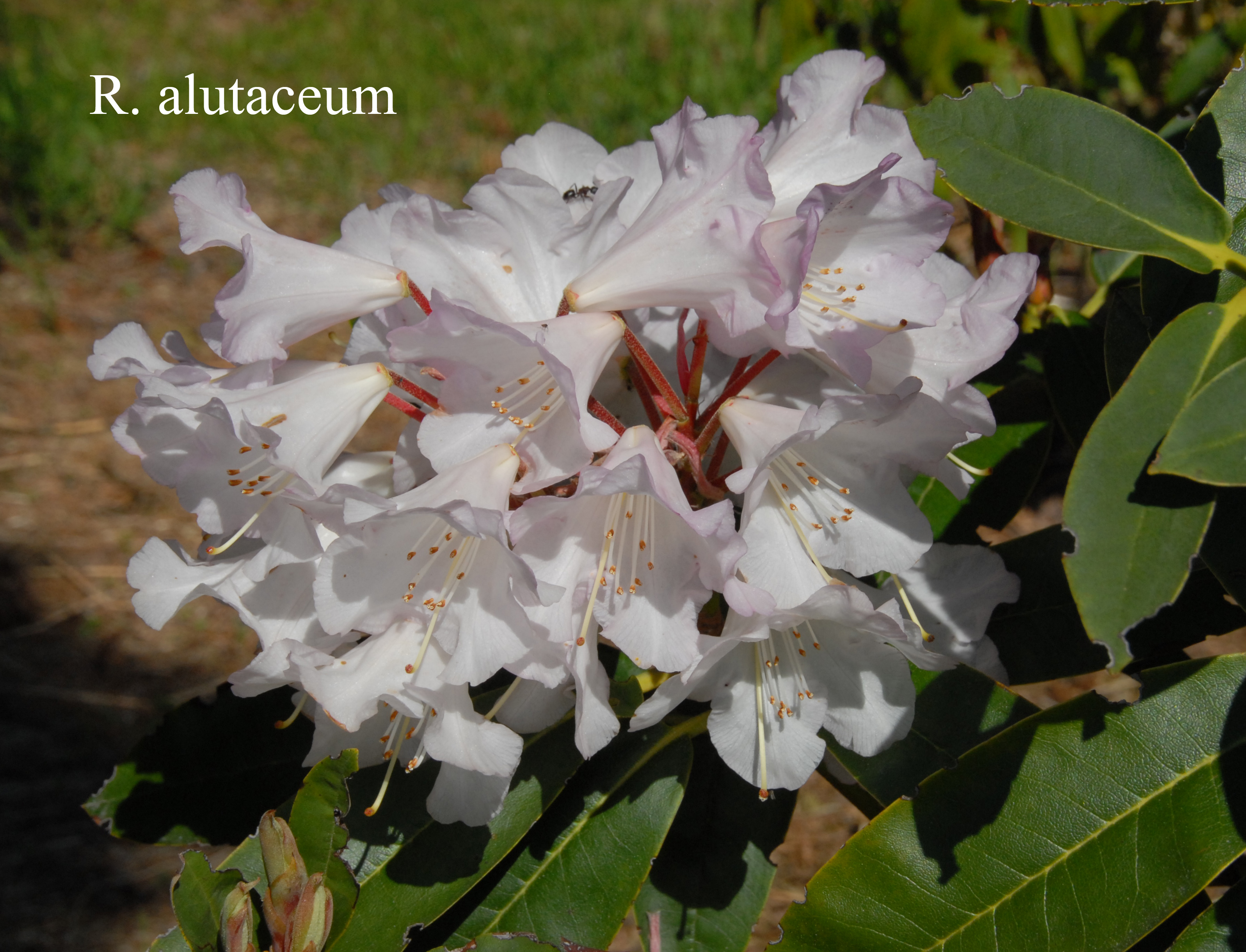 Rhododendron alutaceum var alutaceum photo