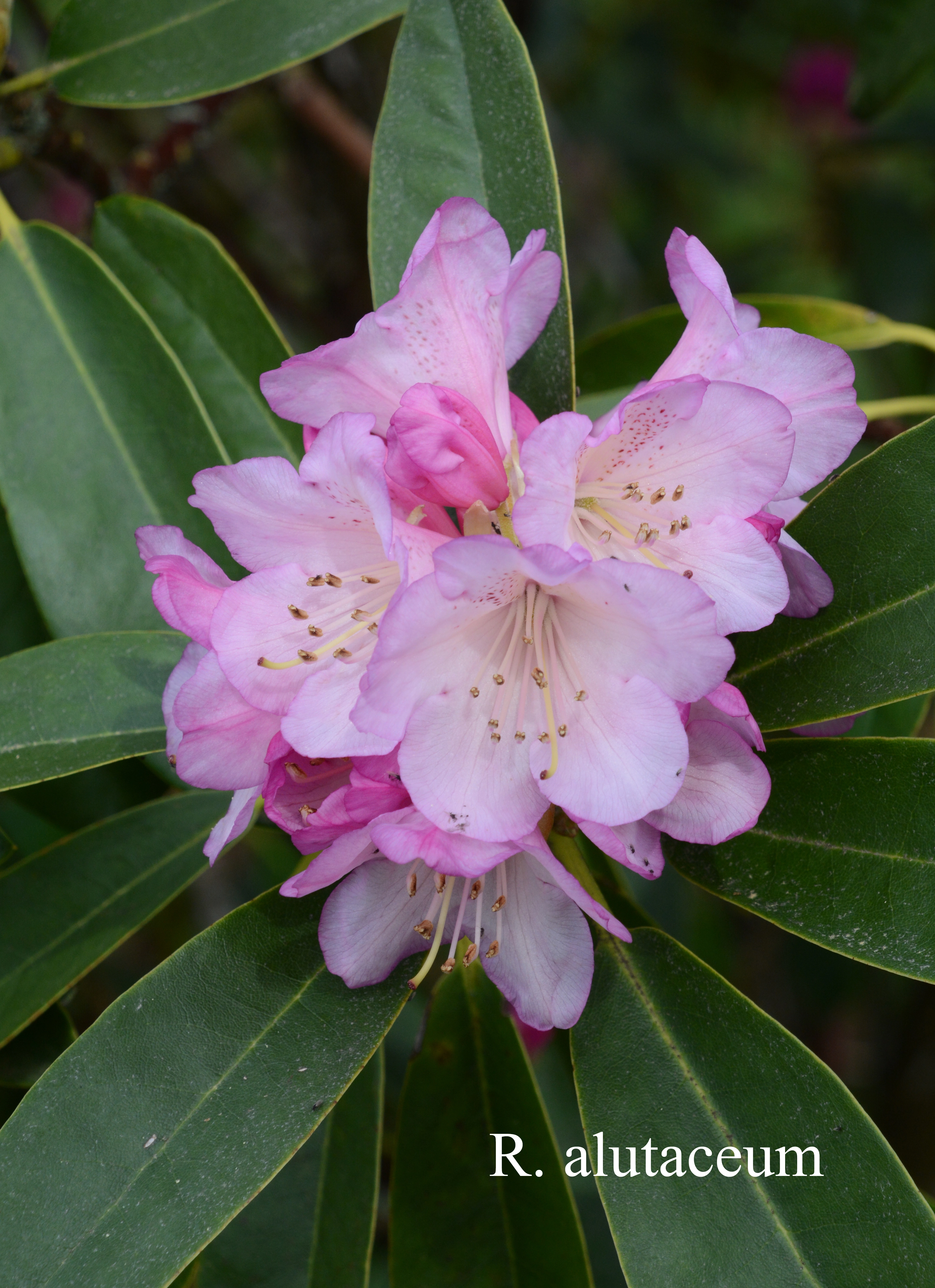 Rhododendron alutaceum var alutaceum photo