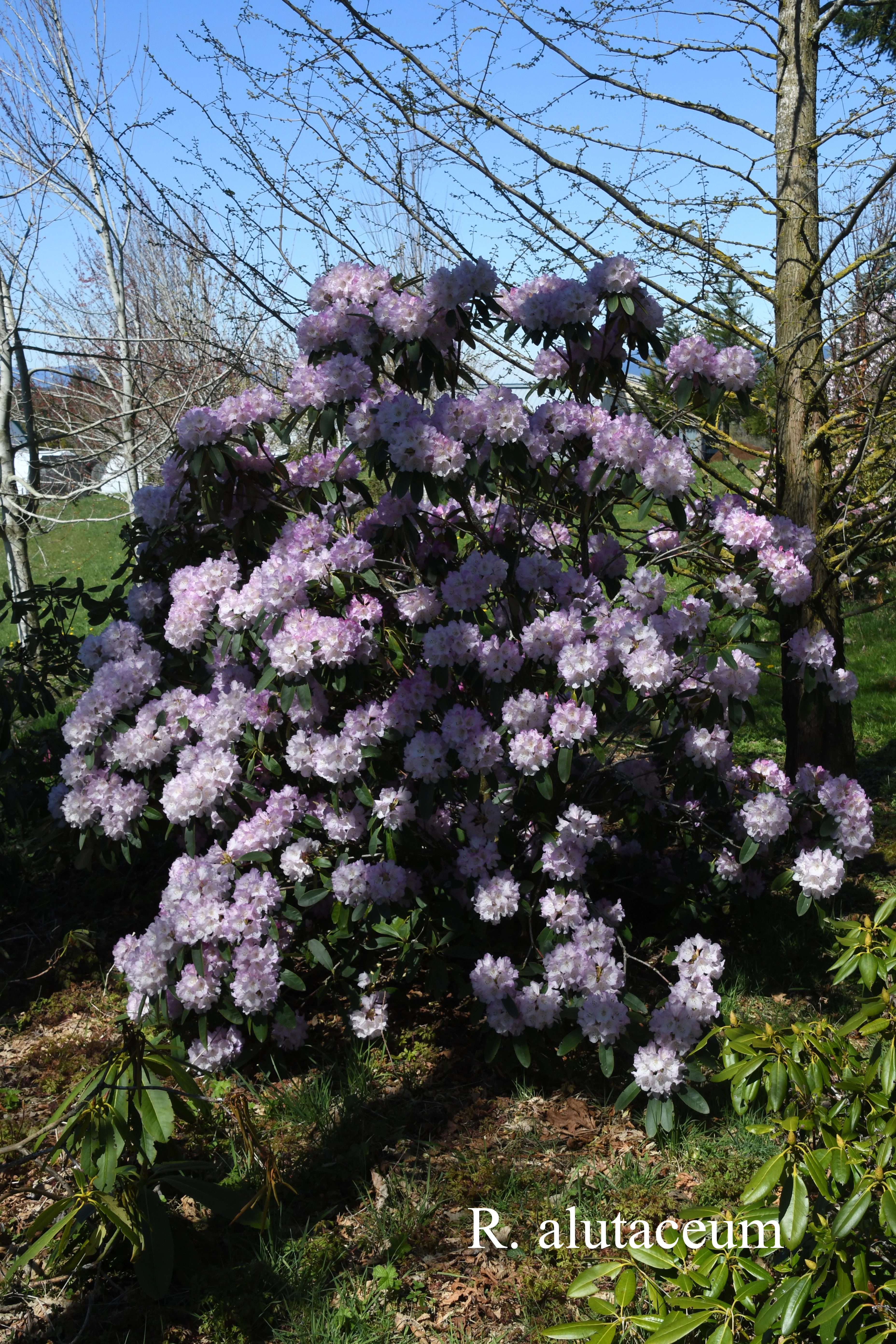 Rhododendron alutaceum var alutaceum photo