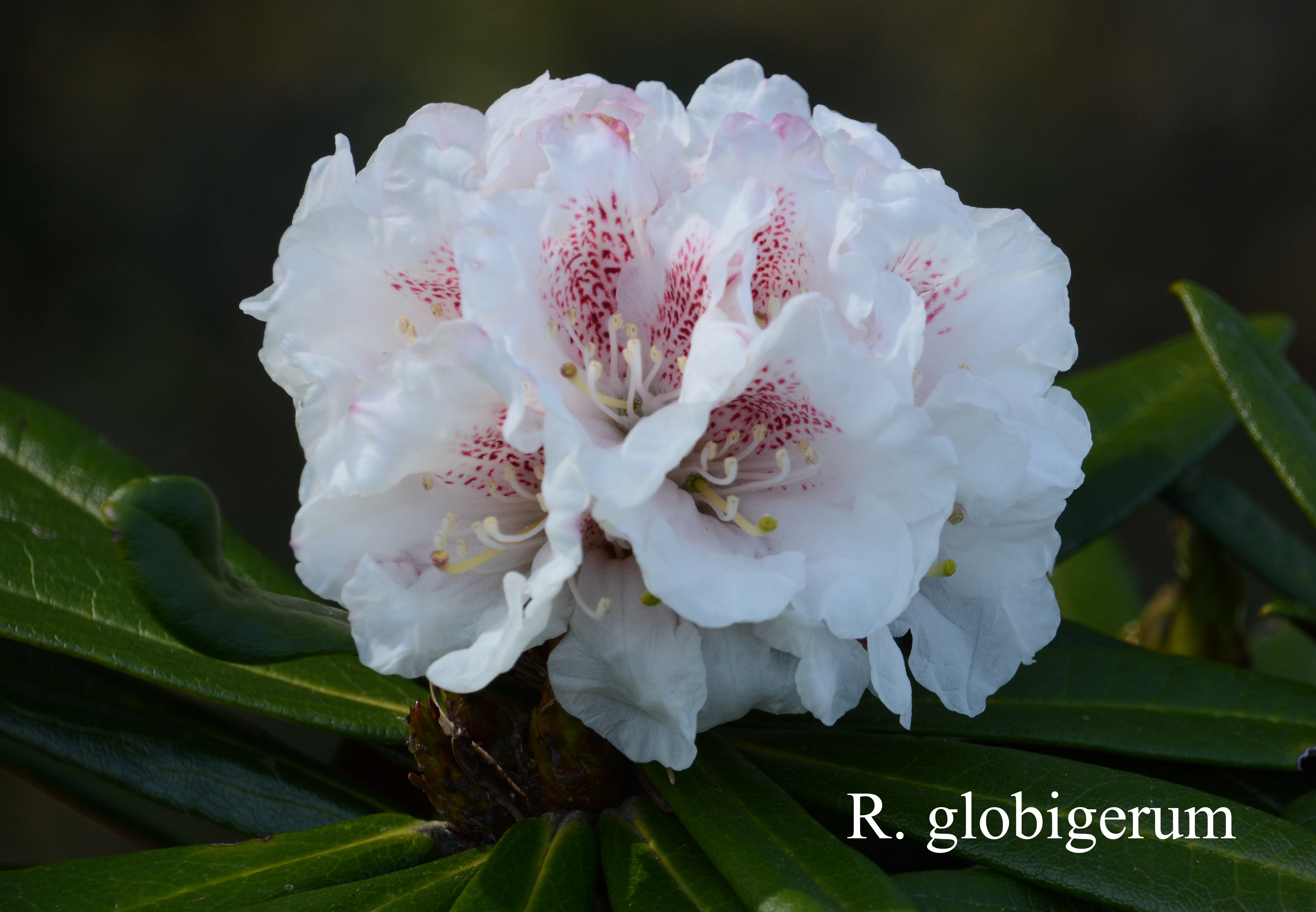 Rhododendron alutaceum var alutaceum photo