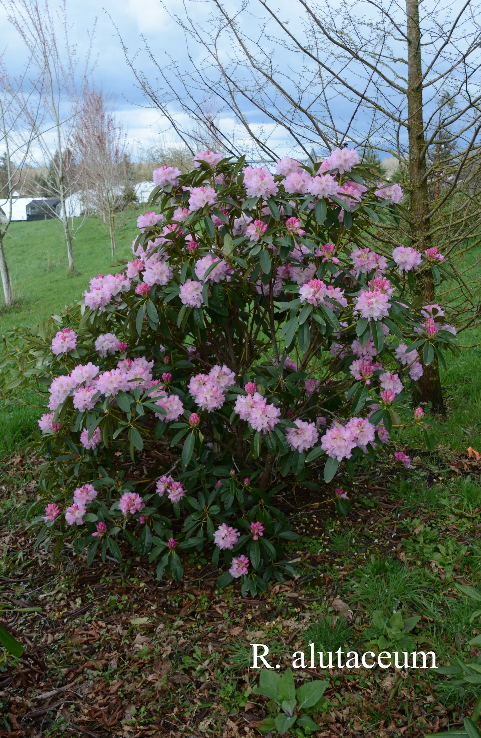 R. alutaceum var alutaceum photo of R. alutaceum var alutaceum. Location: Fearing's Farm Nursery, Abbotsford, BC, Canada. Photo by: Harold Fearing