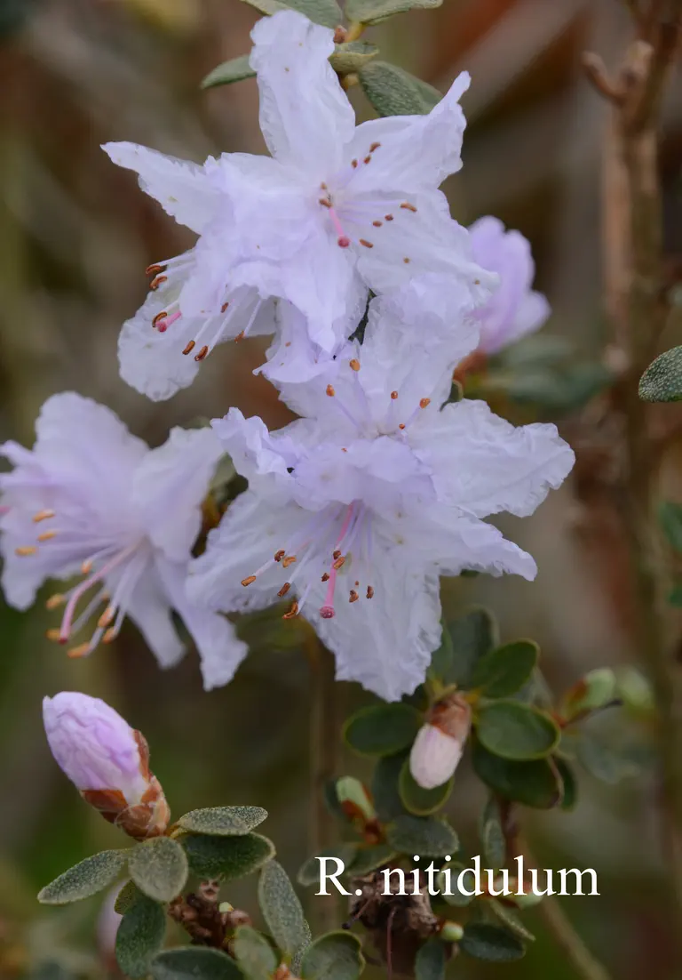 Photo of R. nitidulum var nitidulum, Species