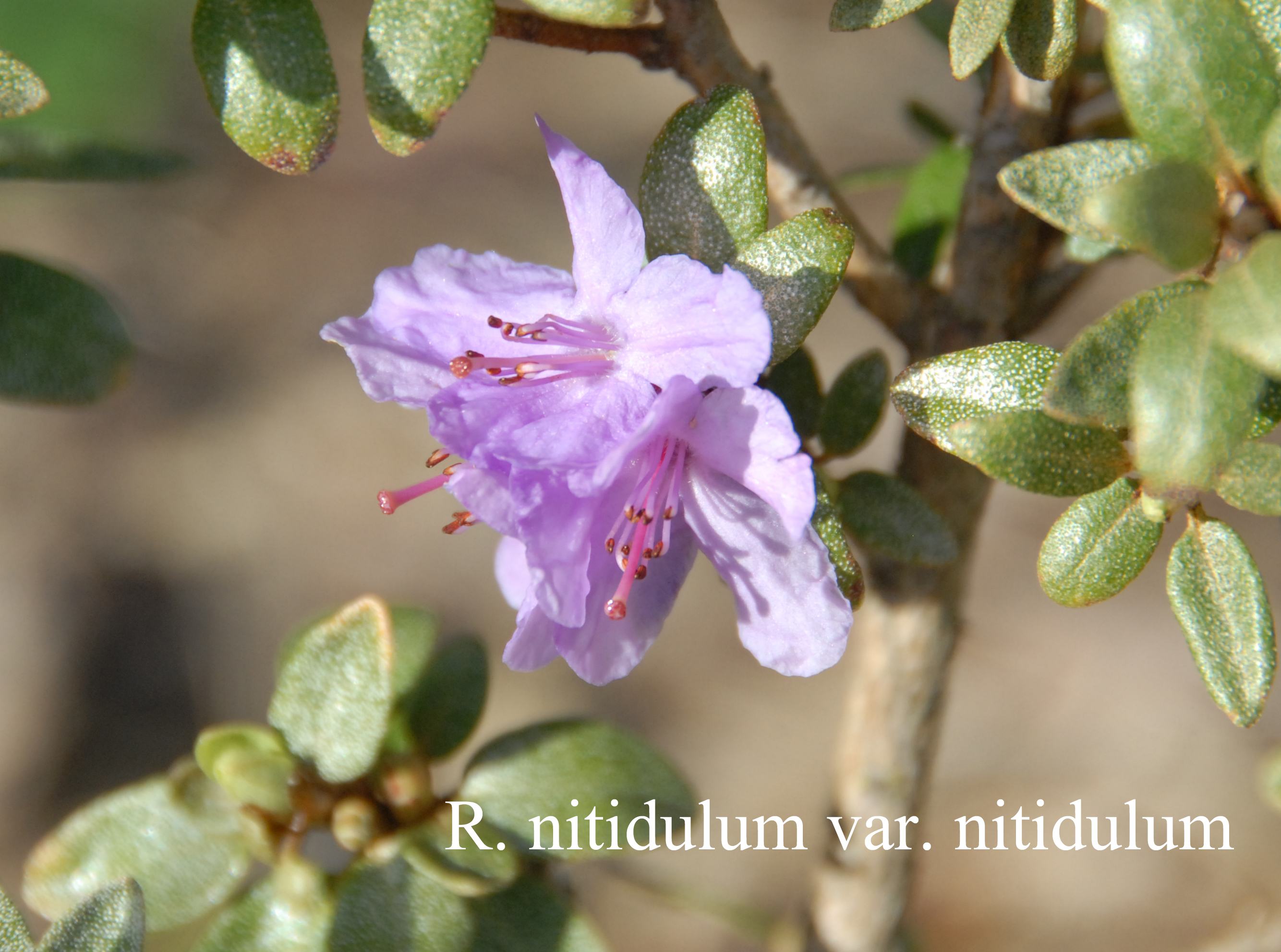 Rhododendron nitidulum var nitidulum photo