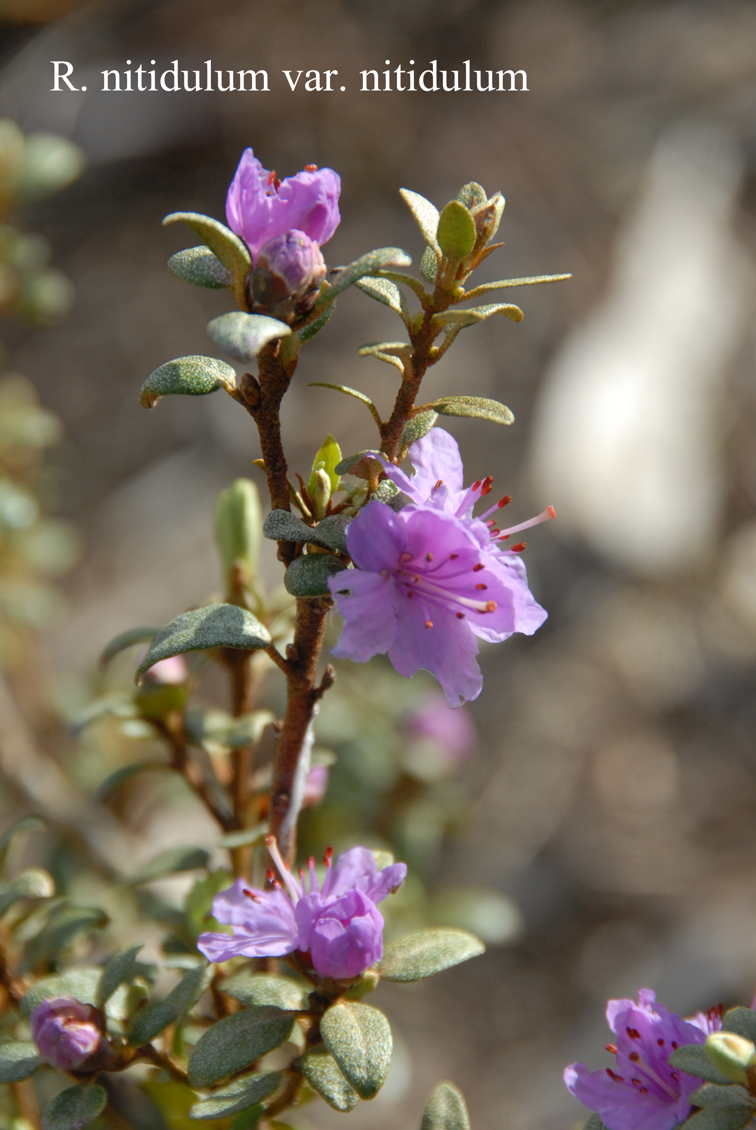 Rhododendron nitidulum var nitidulum photo