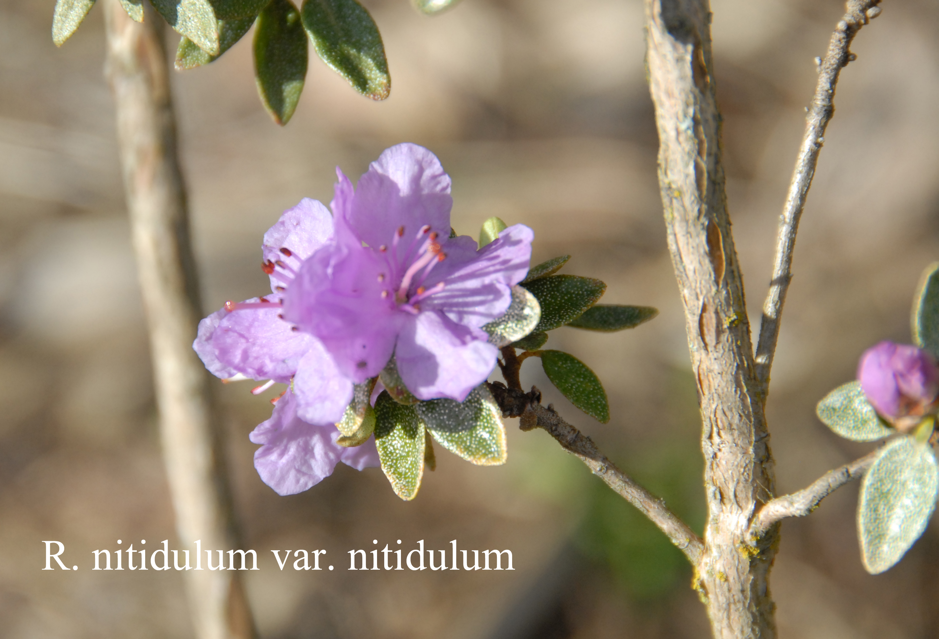 Rhododendron nitidulum var nitidulum photo