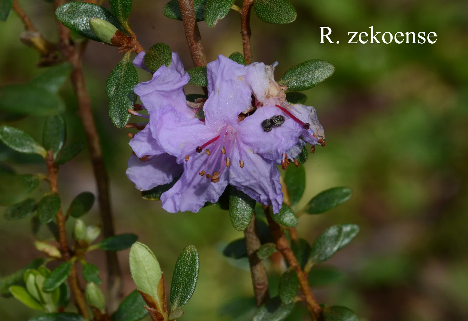 R. zekoense photo of R. zekoense. Location: Fearing's Farm Nursery, Abbotsford, BC, Canada. Photo by: Harold Fearing
