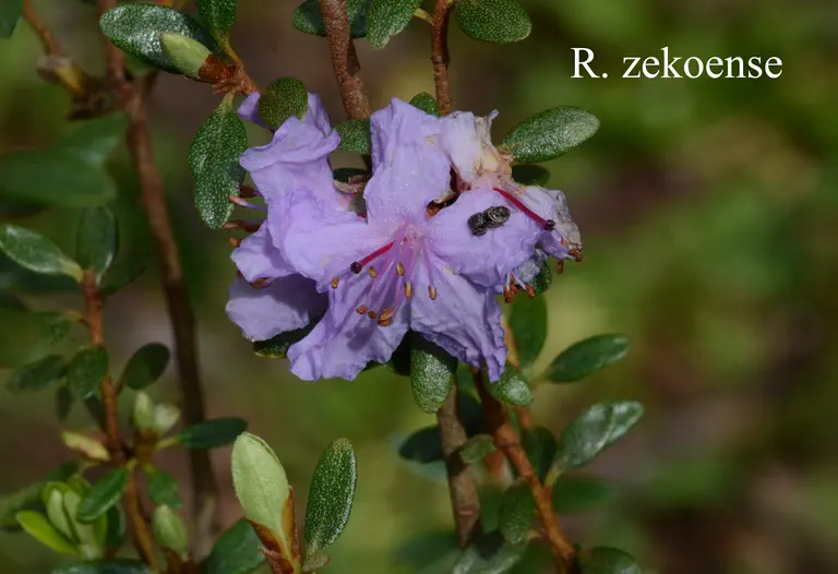 Photo of R. zekoense, Species