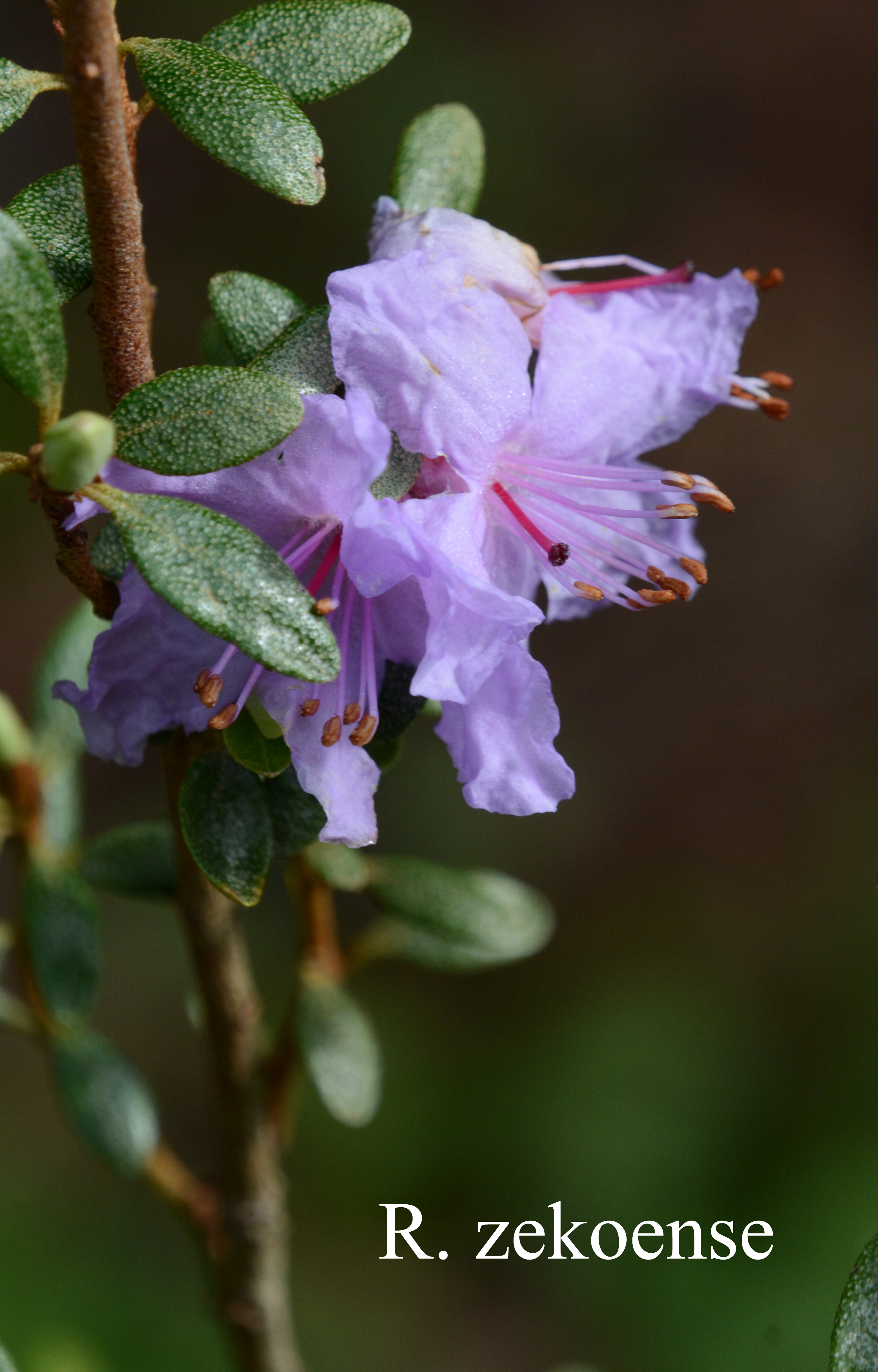 Rhododendron zekoense photo