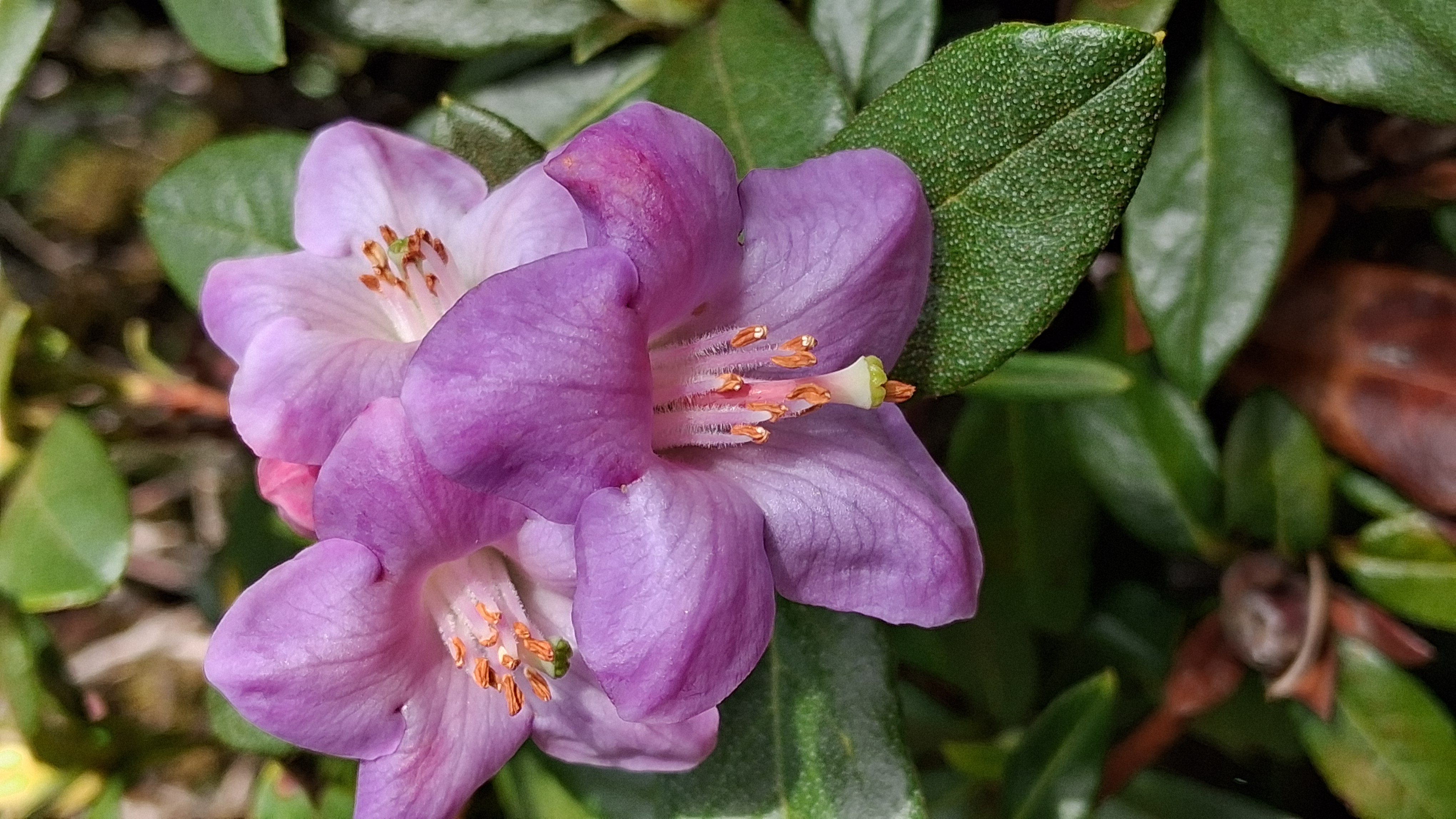 Rhododendron charitopes ssp tsangpoense photo