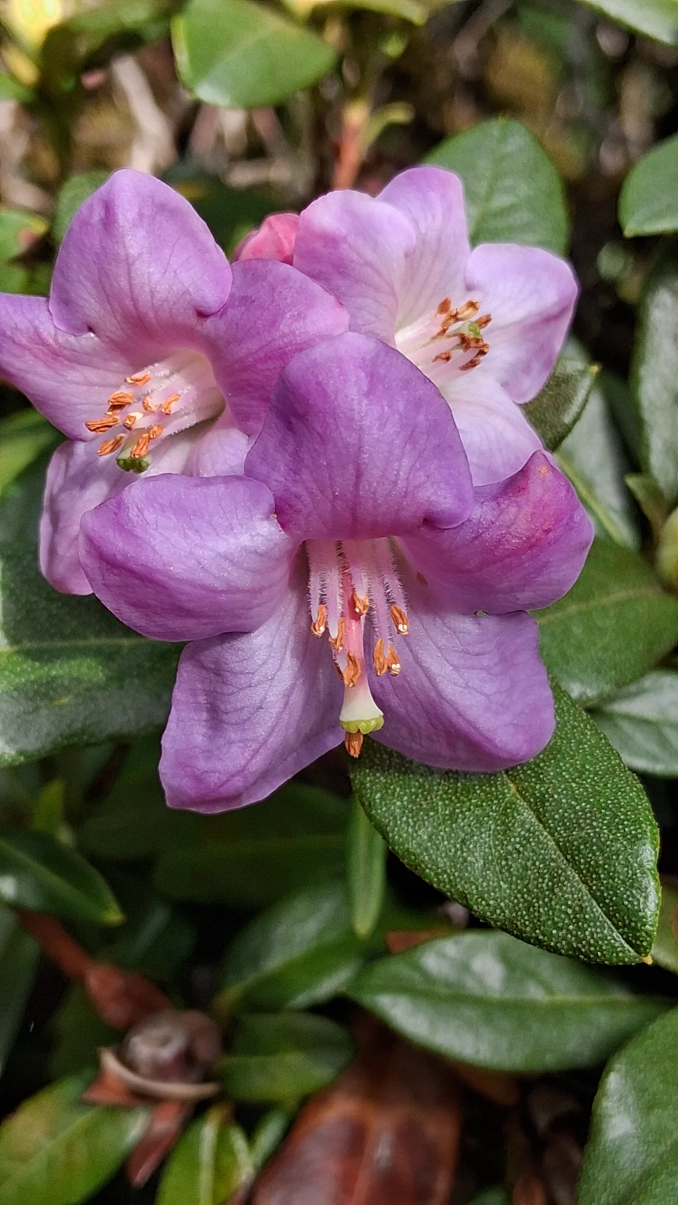 R. charitopes ssp tsangpoense photo of R. charitopes ssp tsangpoense. R. charitopes ssp tsangpoense. Location: Rhododendron Species Botanical Garden. Photo by: Thatrhodylady