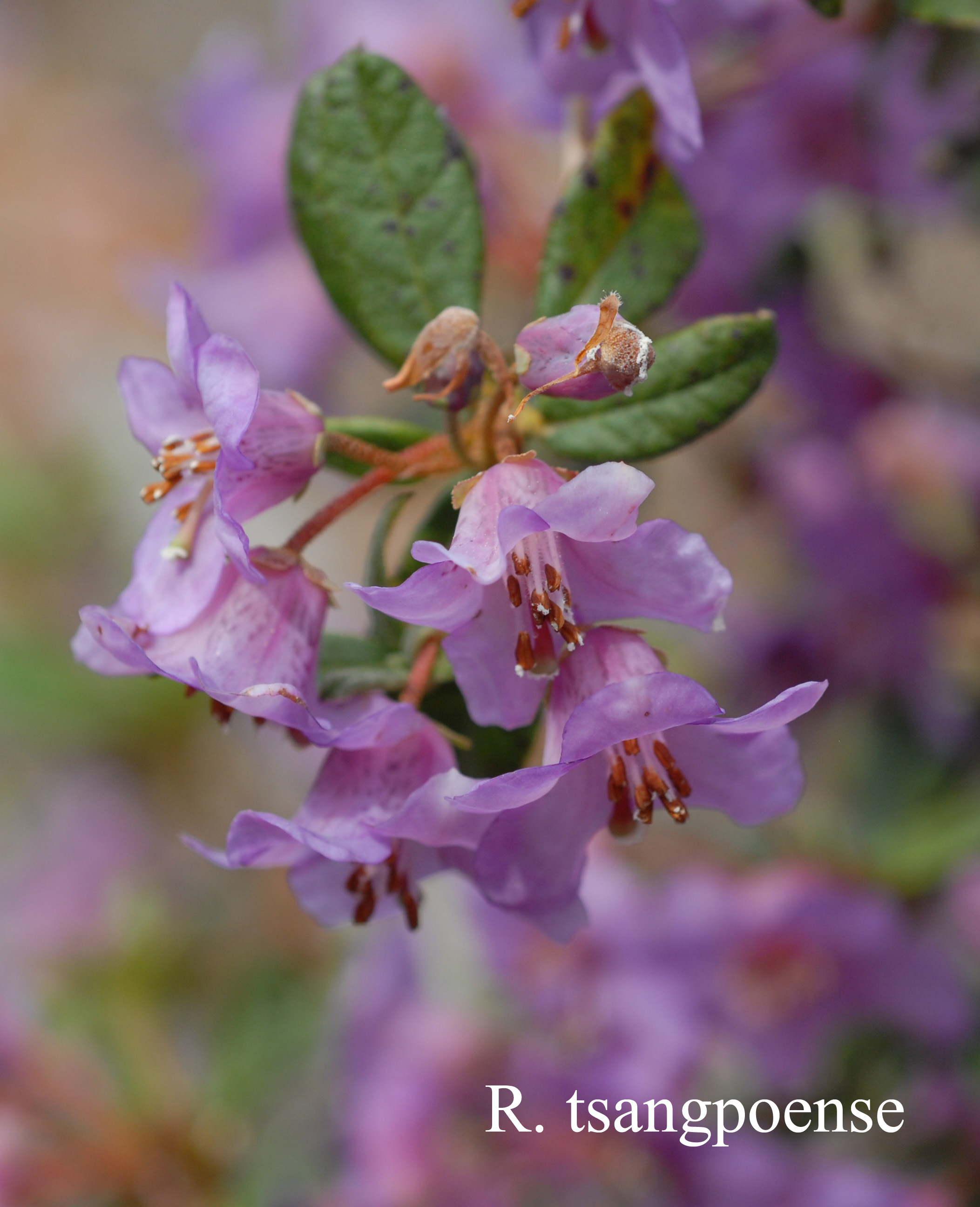 Rhododendron charitopes ssp tsangpoense photo