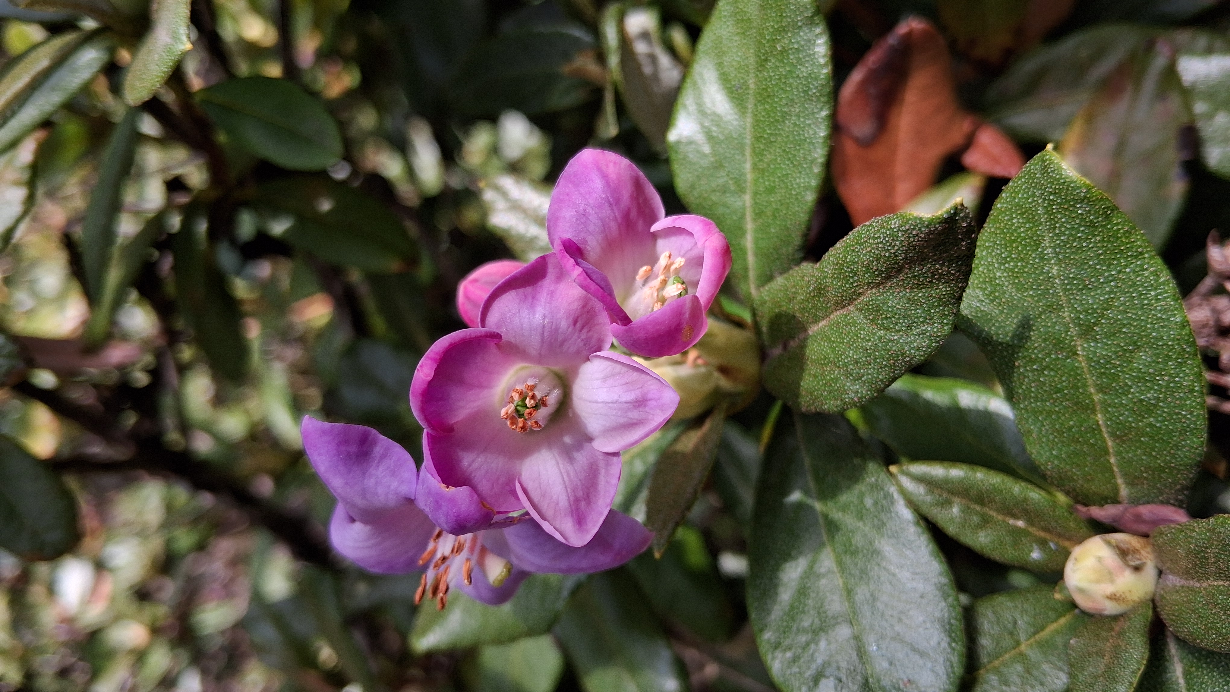 Rhododendron charitopes ssp tsangpoense photo