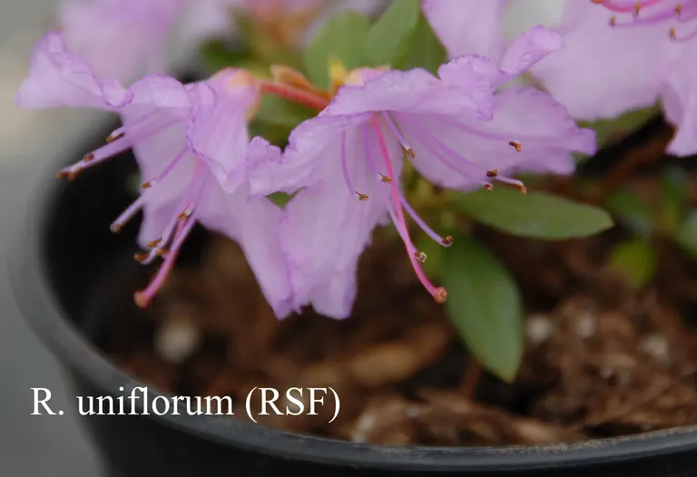 Photo of R. uniflorum, Species