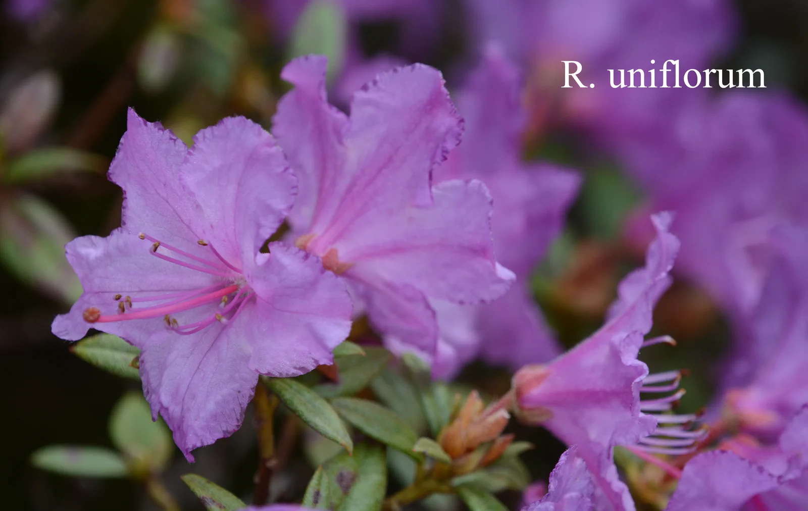 R. uniflorum photo of R. uniflorum. Location: Fearing's Farm Nursery, Abbotsford, BC, Canada. Photo by: Harold Fearing