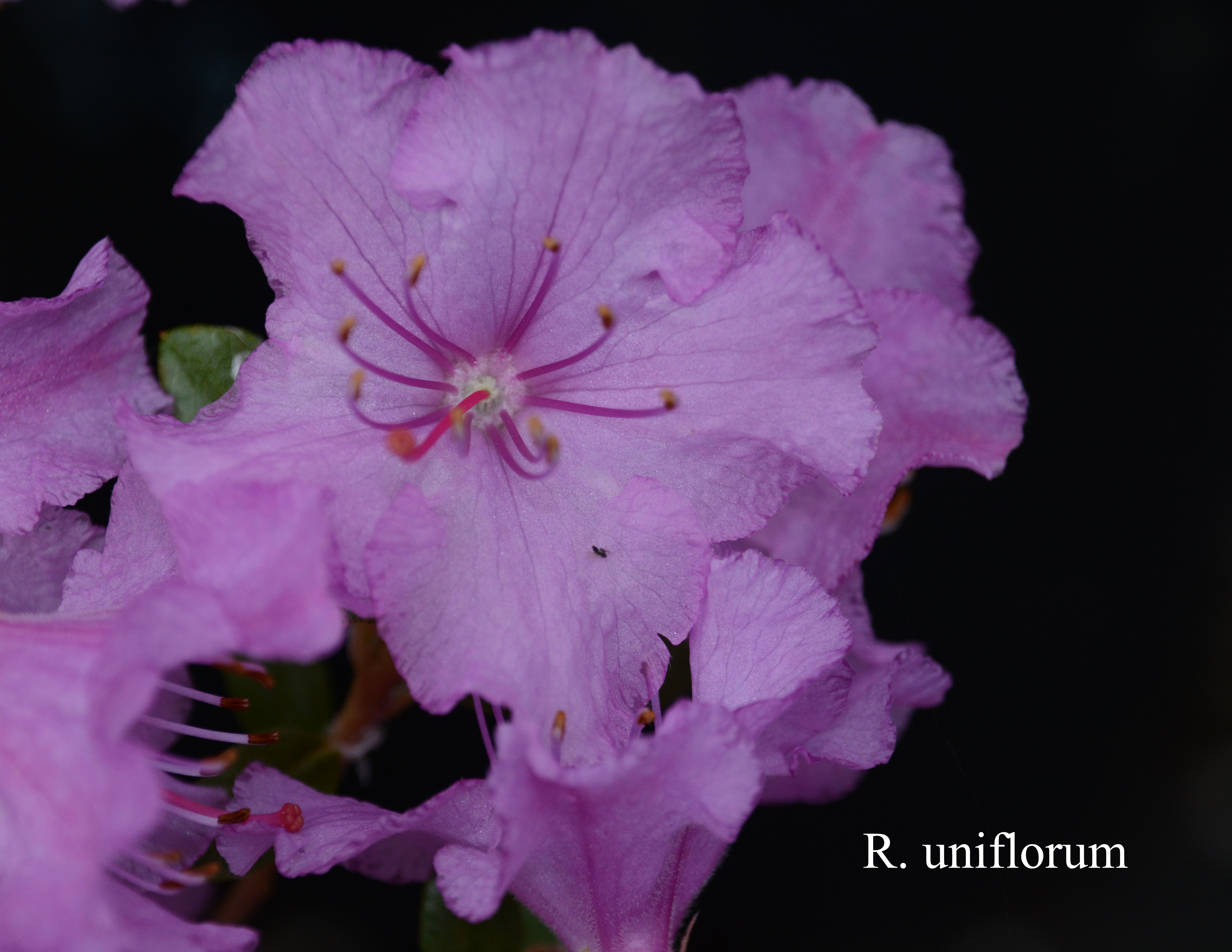 Rhododendron uniflorum photo
